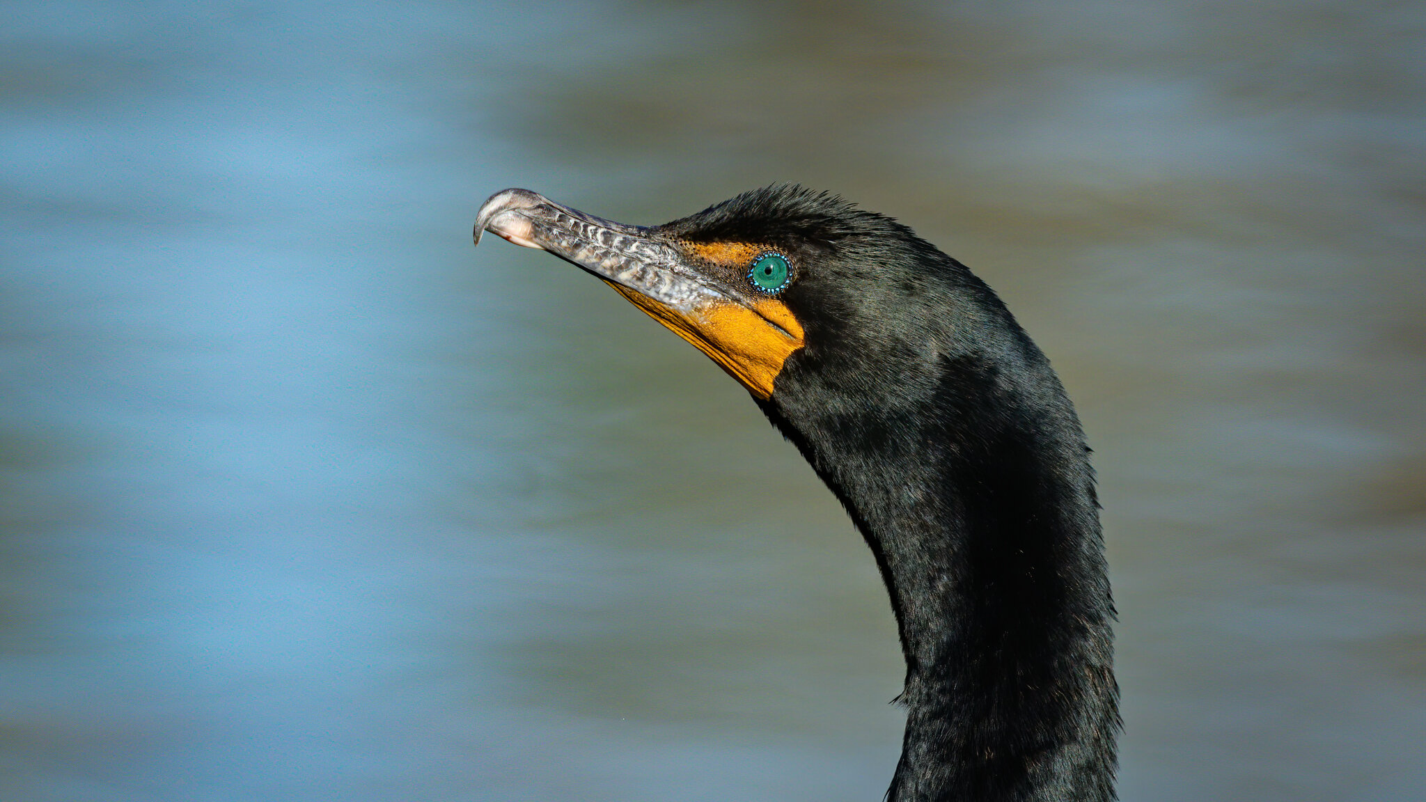 Bird Portraits - Part 2