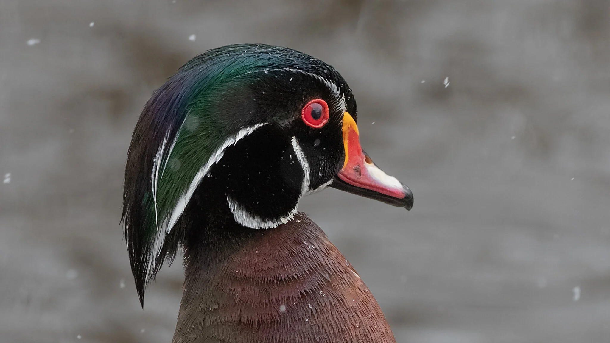 Bird Portraits - Part 3 