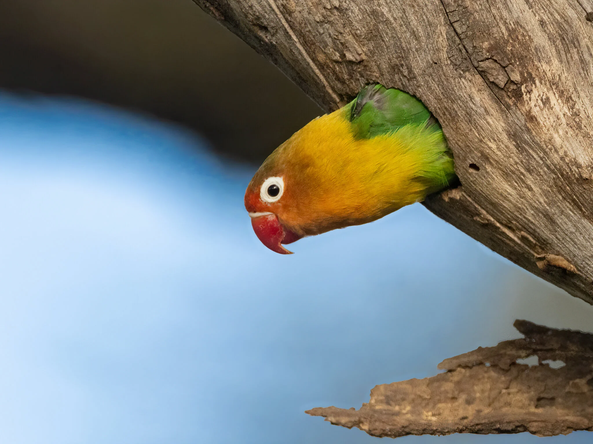 Tanzania - 2020 - Part 3 - Featuring Fischer's Lovebirds
