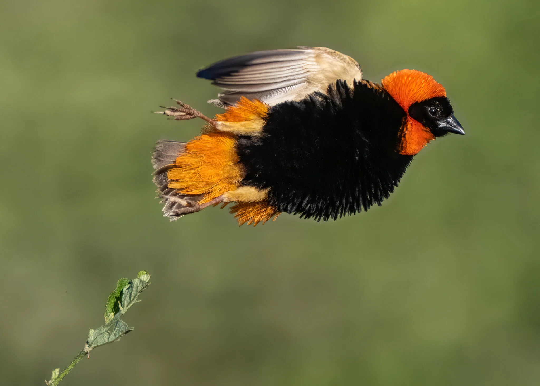 Tanzania - 2020 - Part 4 - Featuring Southern Red Bishops