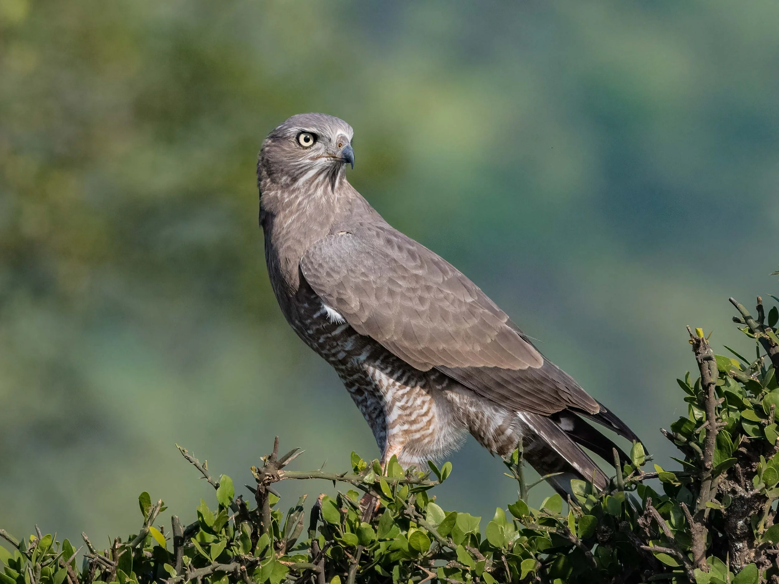 Tanzania - 2020 - Part 6 - Featuring Eastern Chanting Goshawk