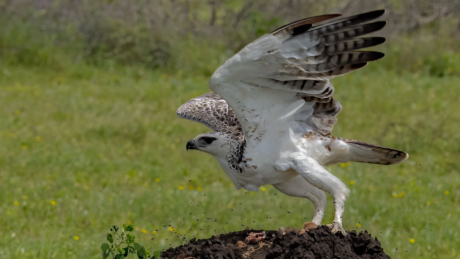 Tanzania - 2020 - Part 8 - Featuring Martial Eagle in flight