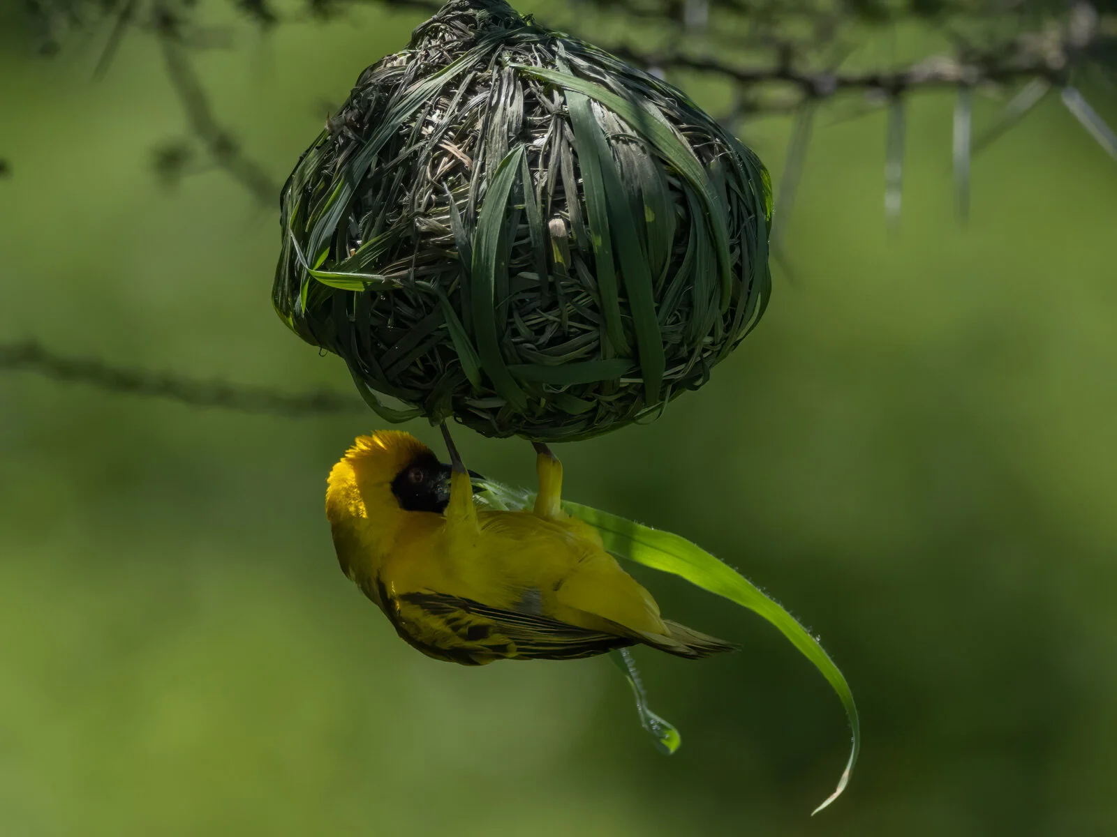 Tanzania - 2020 - Part 11 - Featuring Southern Masked Weaver
