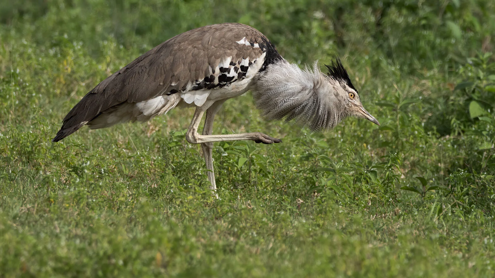 Tanzania - 2020 - Part 12 - Featuring Kori Bustard