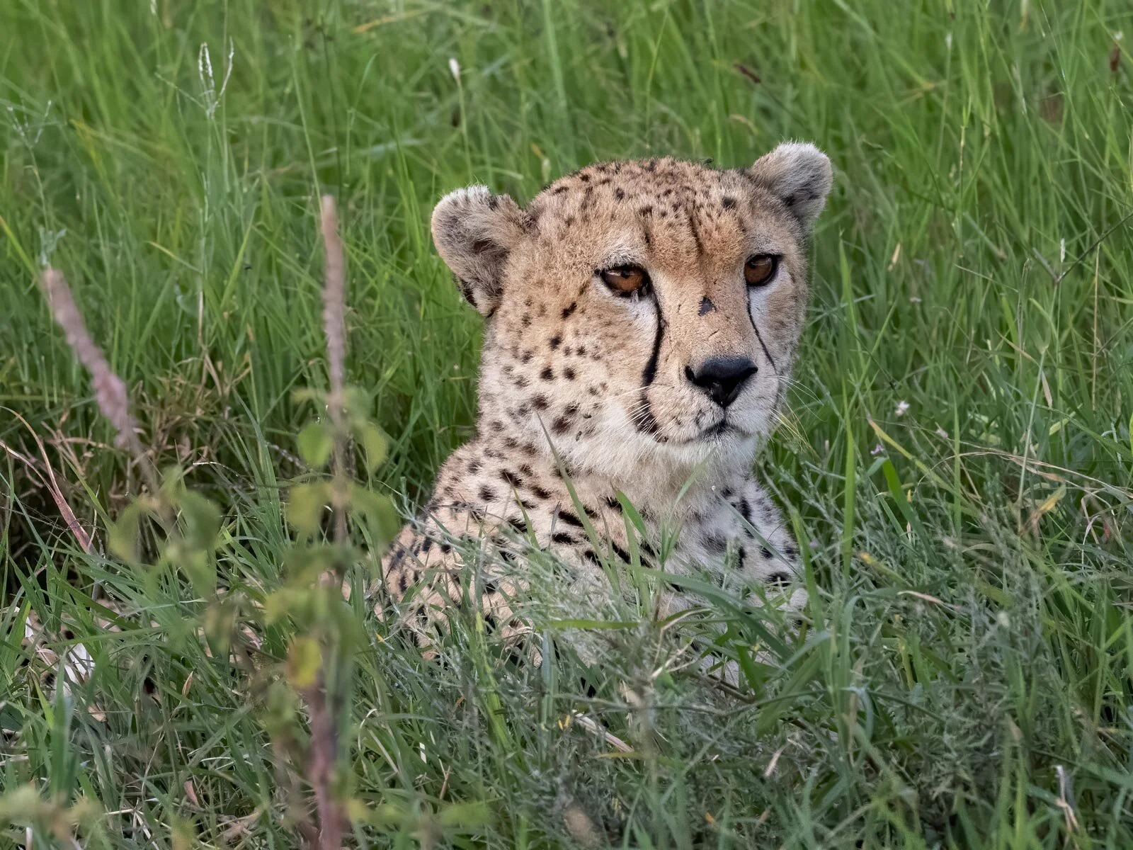 Tanzania - 2020 - Part 13 - Featuring Cheetahs