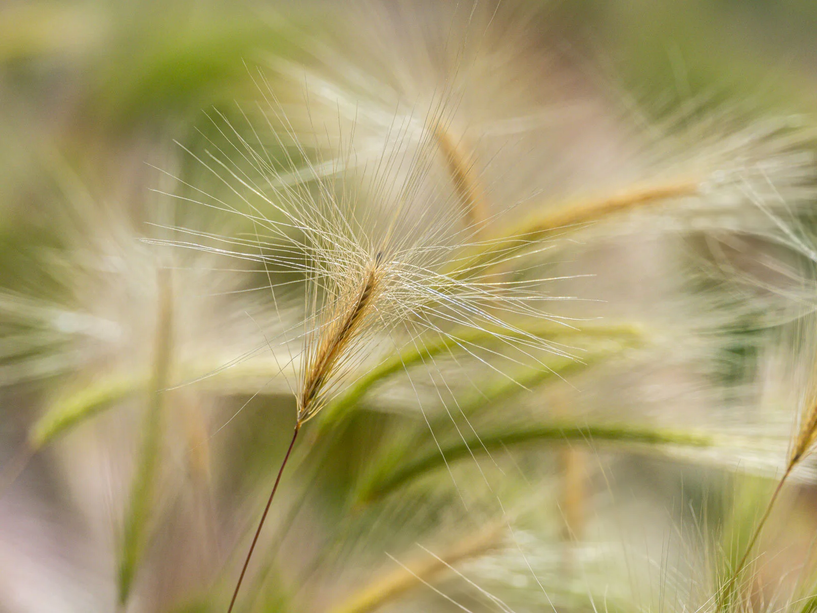 Foxtail Barley (Hordeum jubatum)