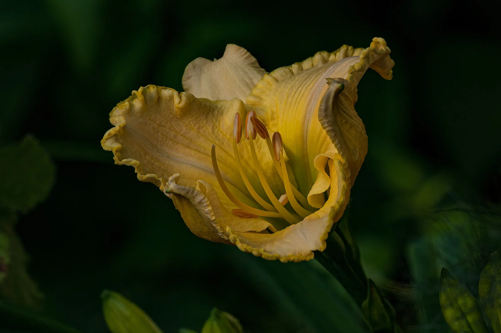 Some of her favorite things - #2 - Daylily