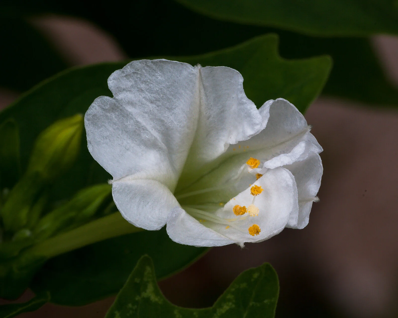 Some of her favorite things - #4 - Four O’Clocks (Mirabilis jalapa)
