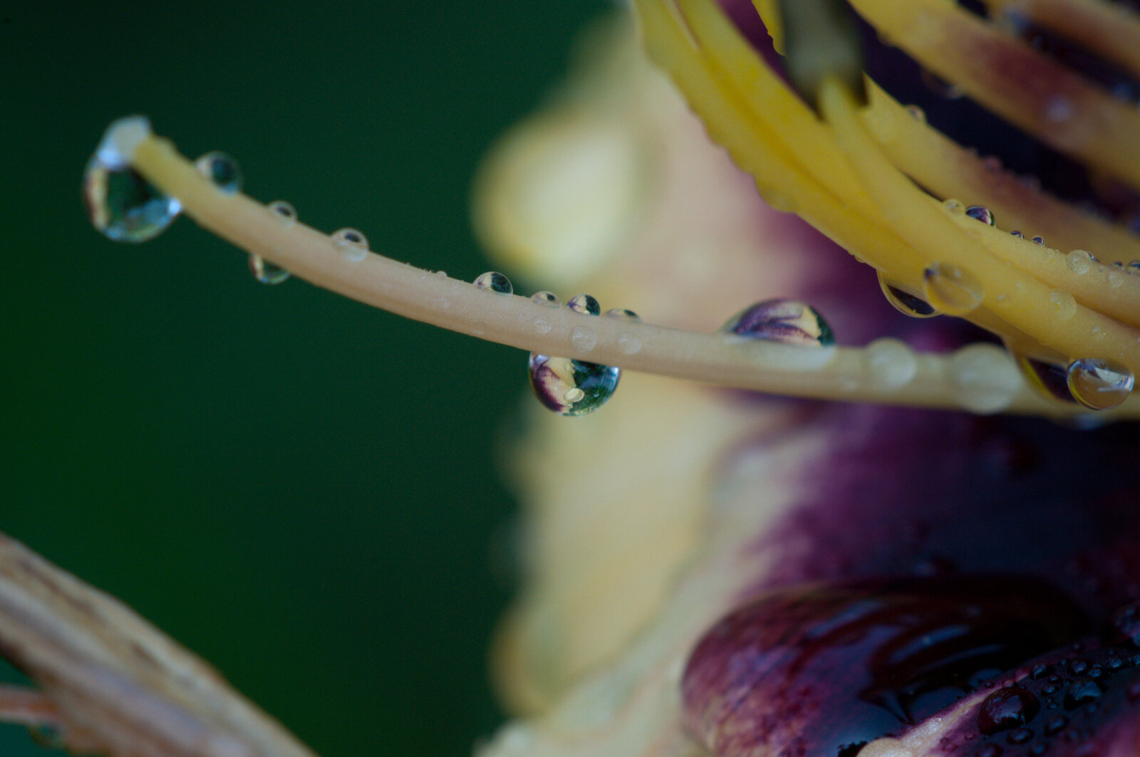 Some of her favorite things - #5 - Day Lillies