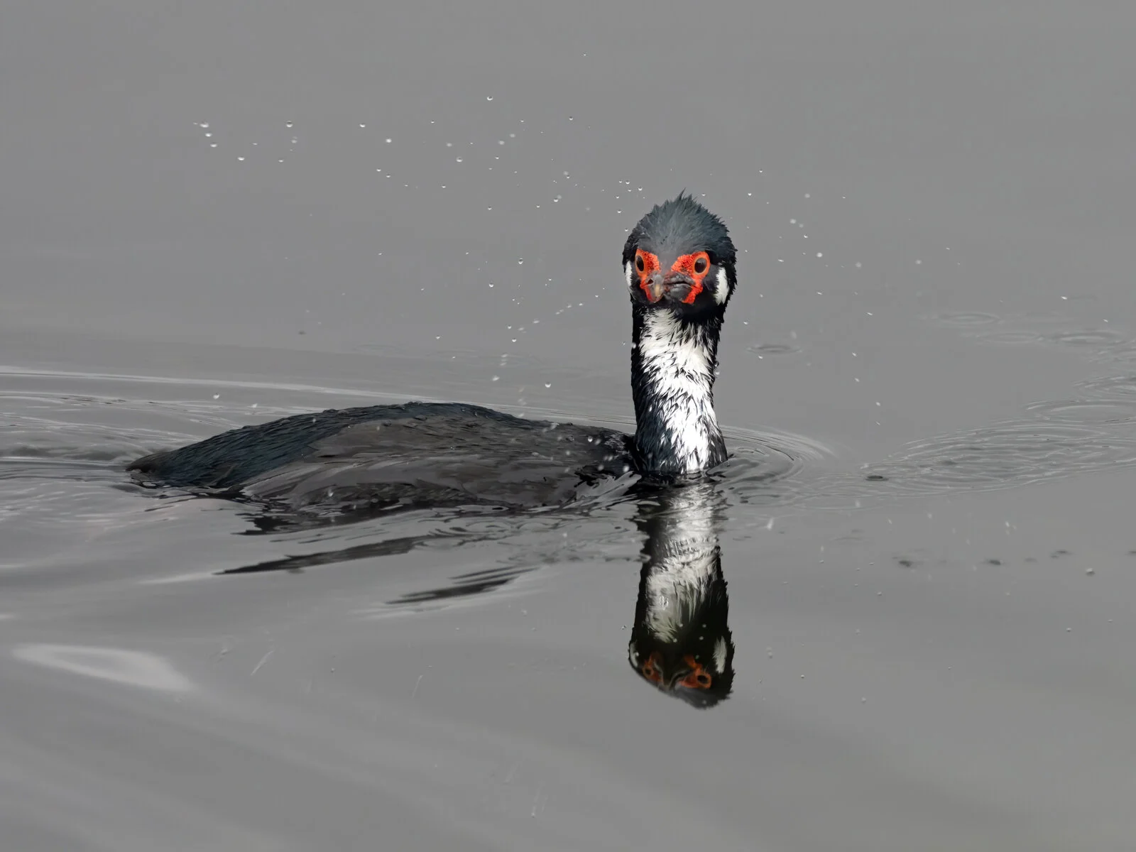 South Georgia - Falklands Expedition Report - Part 12 - Magellanic Cormorant
