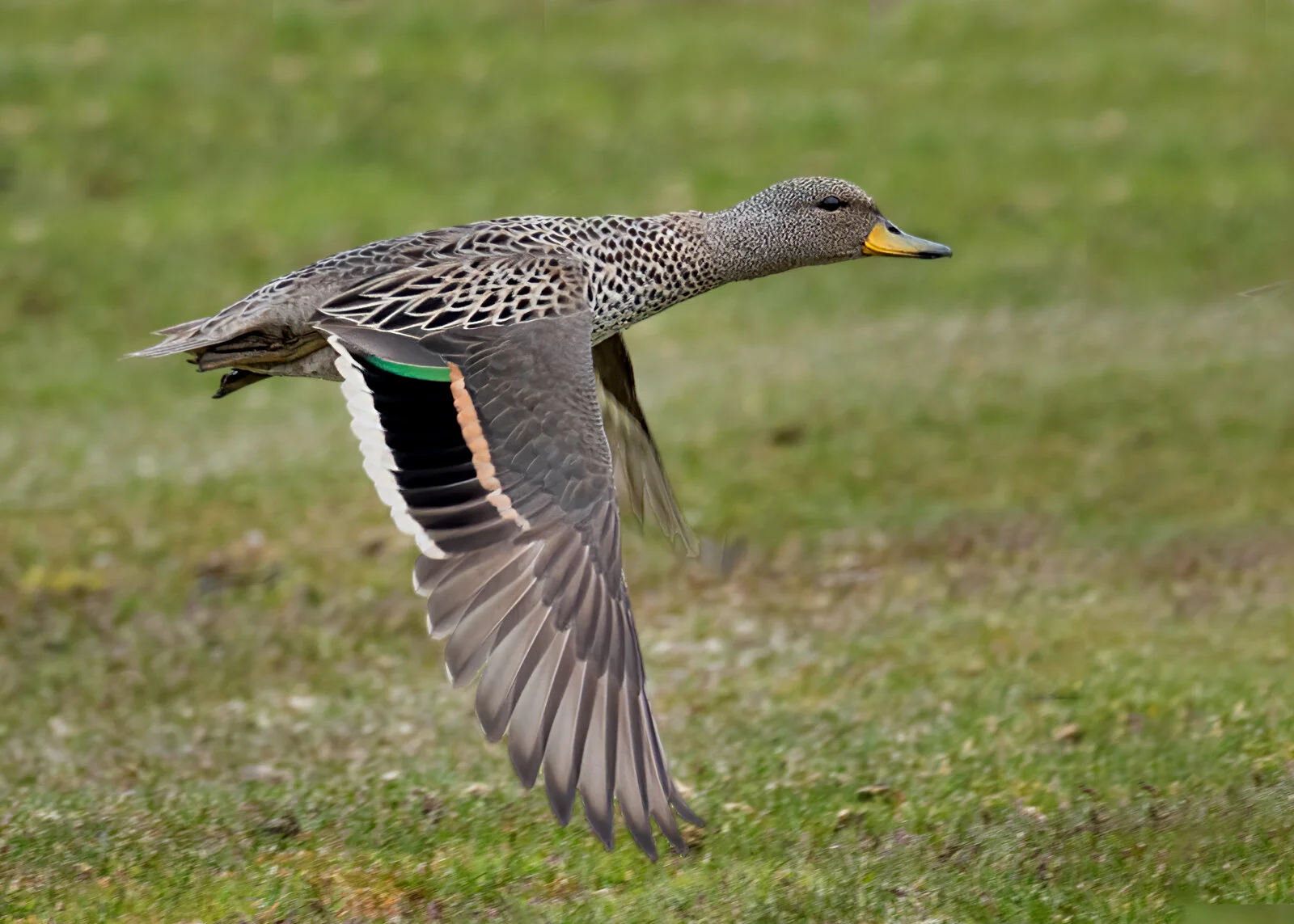 South Georgia - Falklands Expedition Report - Part 13 - South Georgia Pintail & South Georgia Pipit