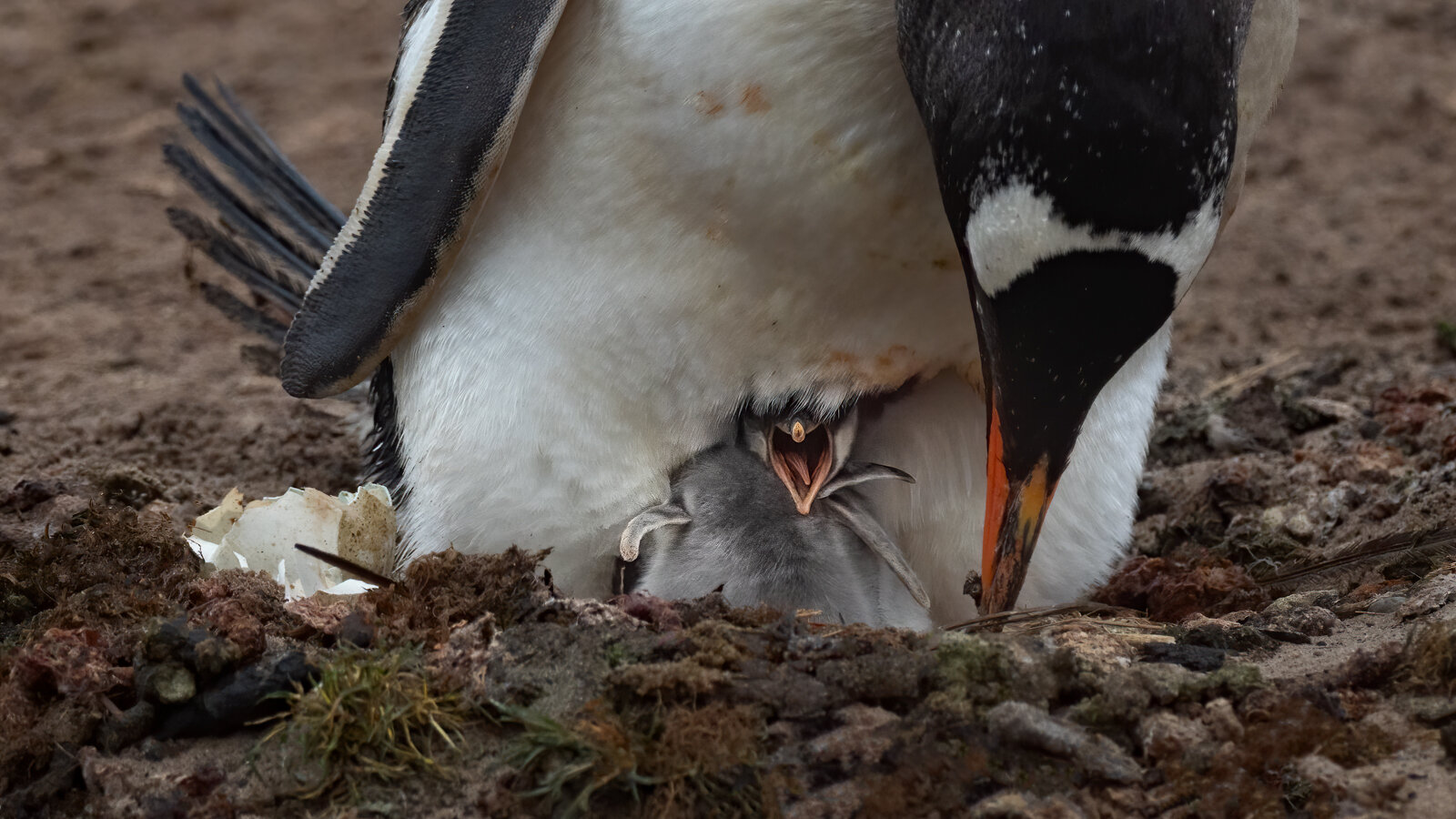 Gentoo Penguin chick - Favorites #8