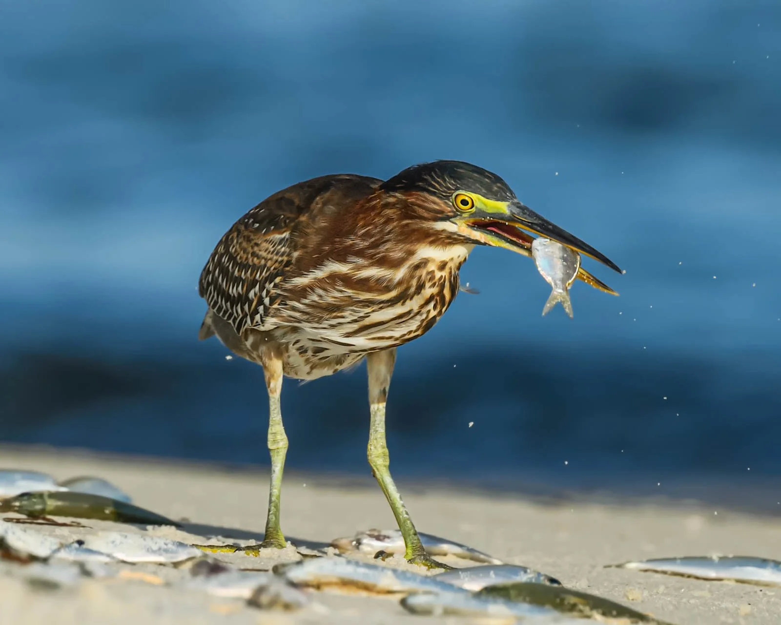 A Green Heron fulfills its putative fantasy