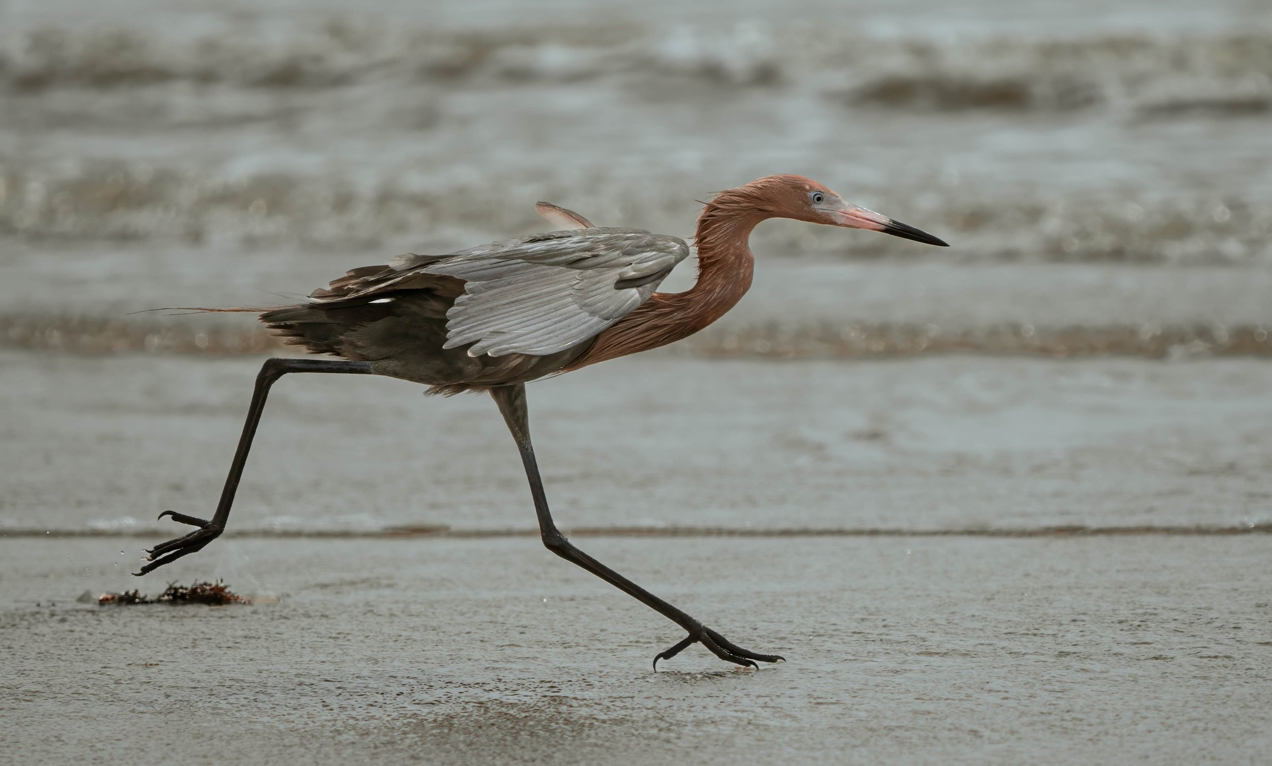 Reddish Egret - Bolivar Peninsula - Chasing, Part 2 -7.jpg