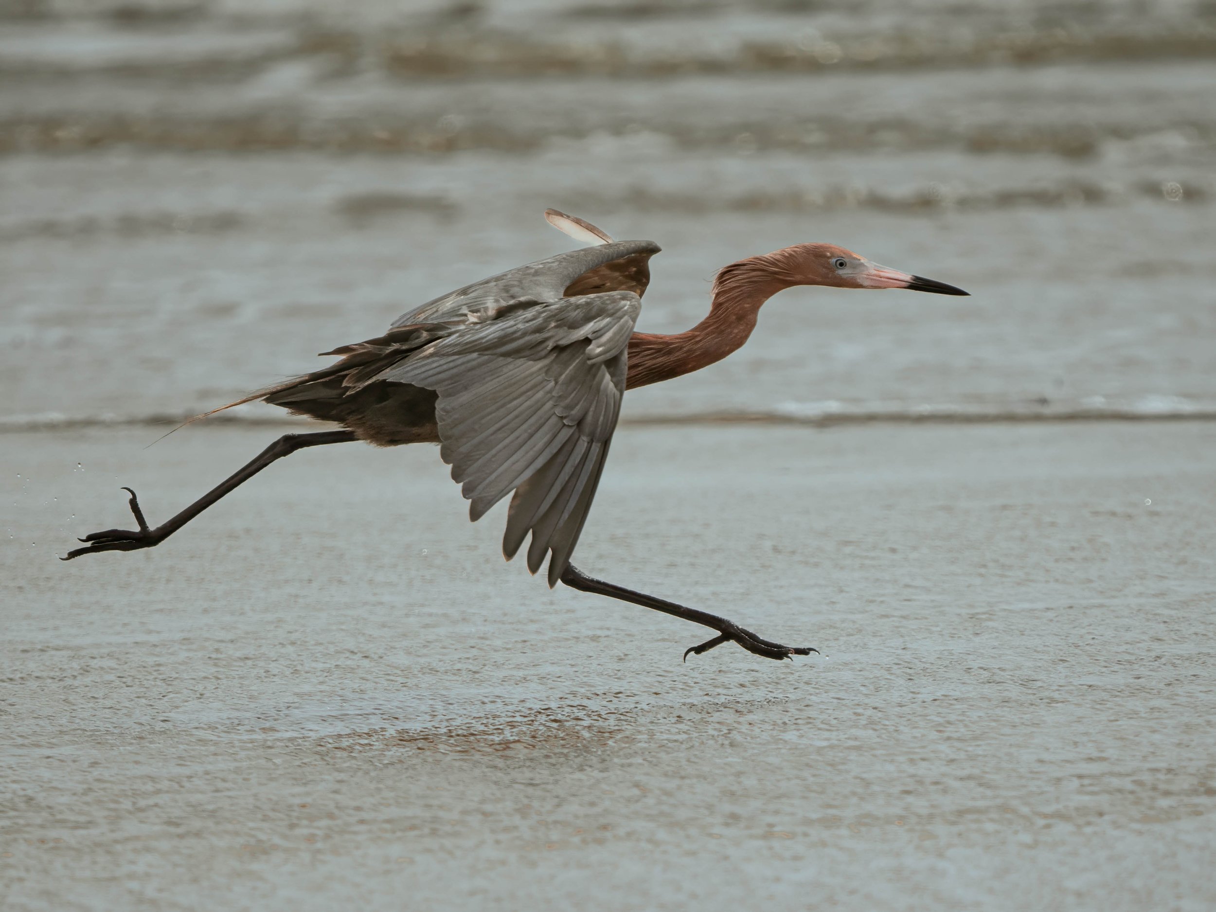 Reddish Egret - Bolivar Peninsula - Chasing, Part 2 -9.jpg