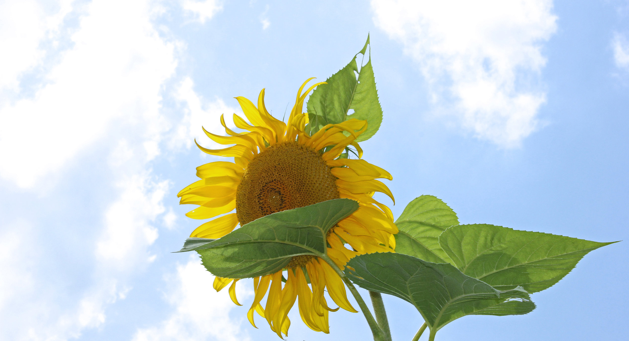 Sunflower1.jpg