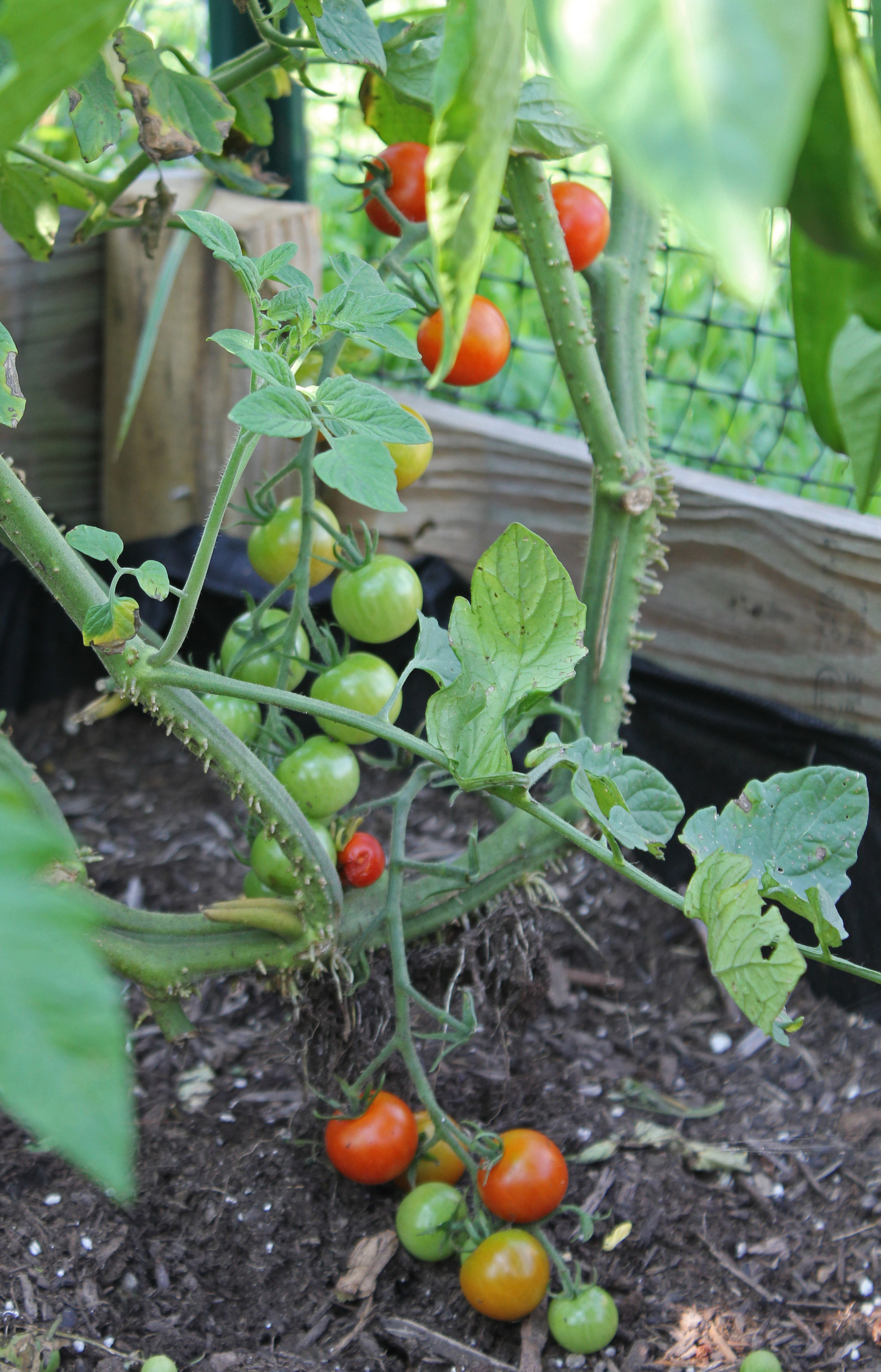 tomato.jpg