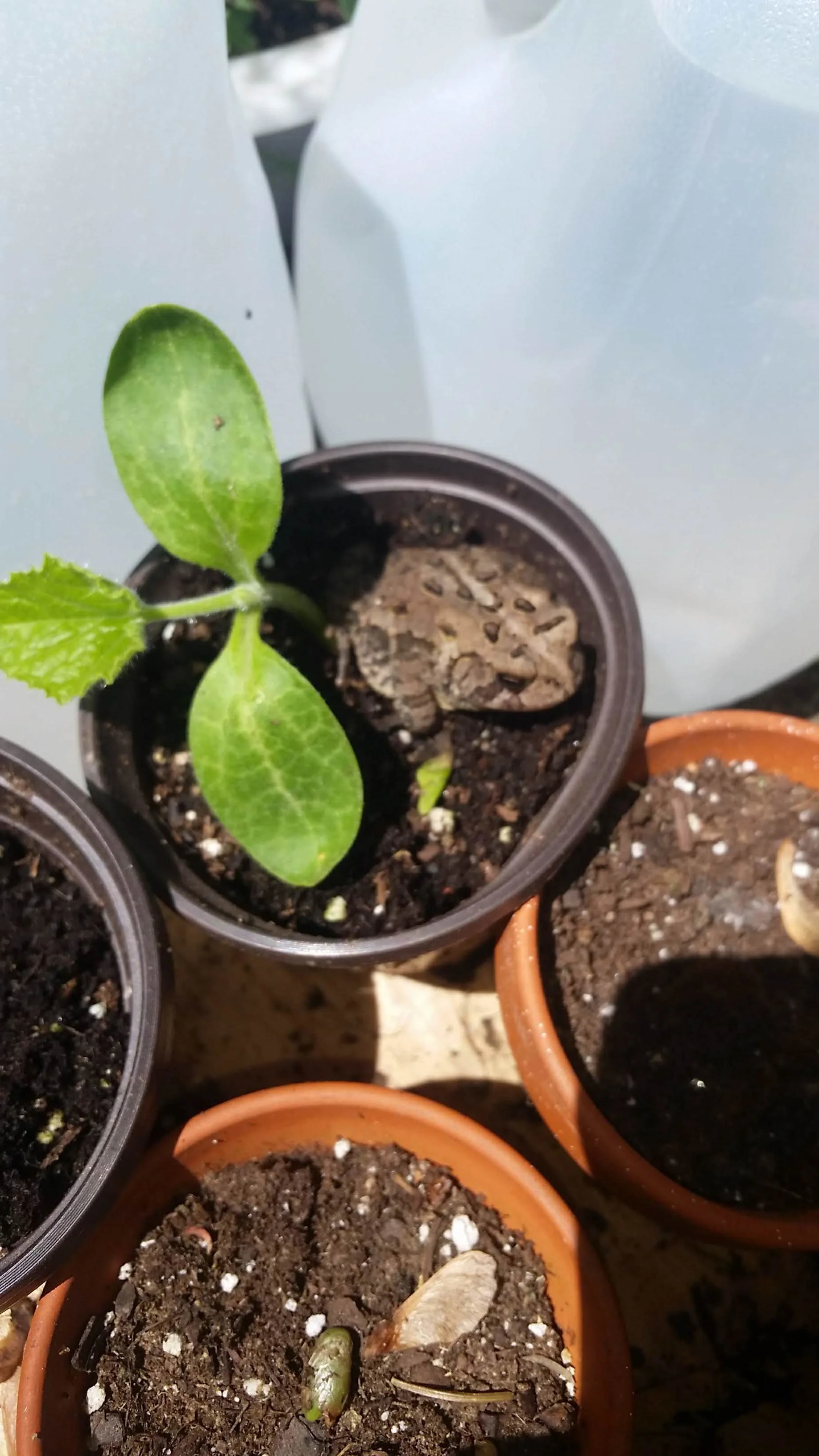 AmericanToad_2019.jpg