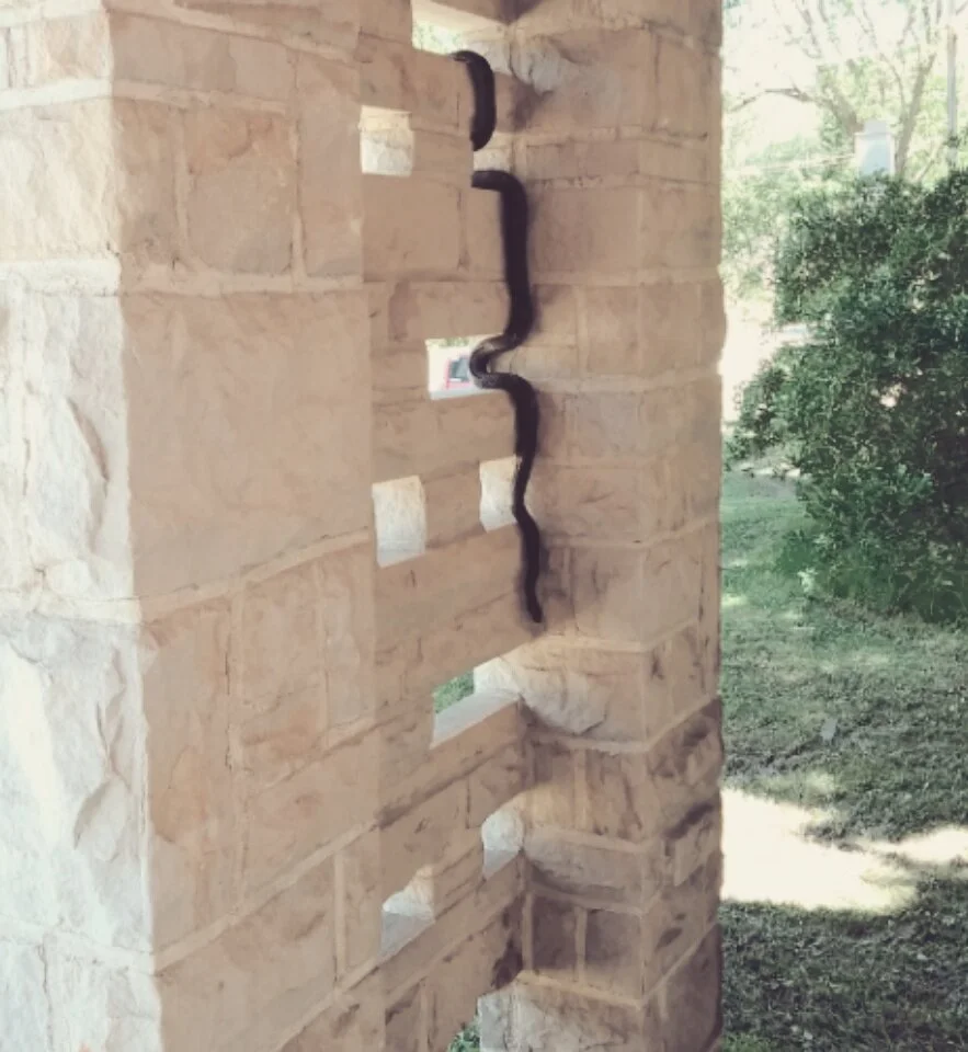 snake_camp_pic.jpg