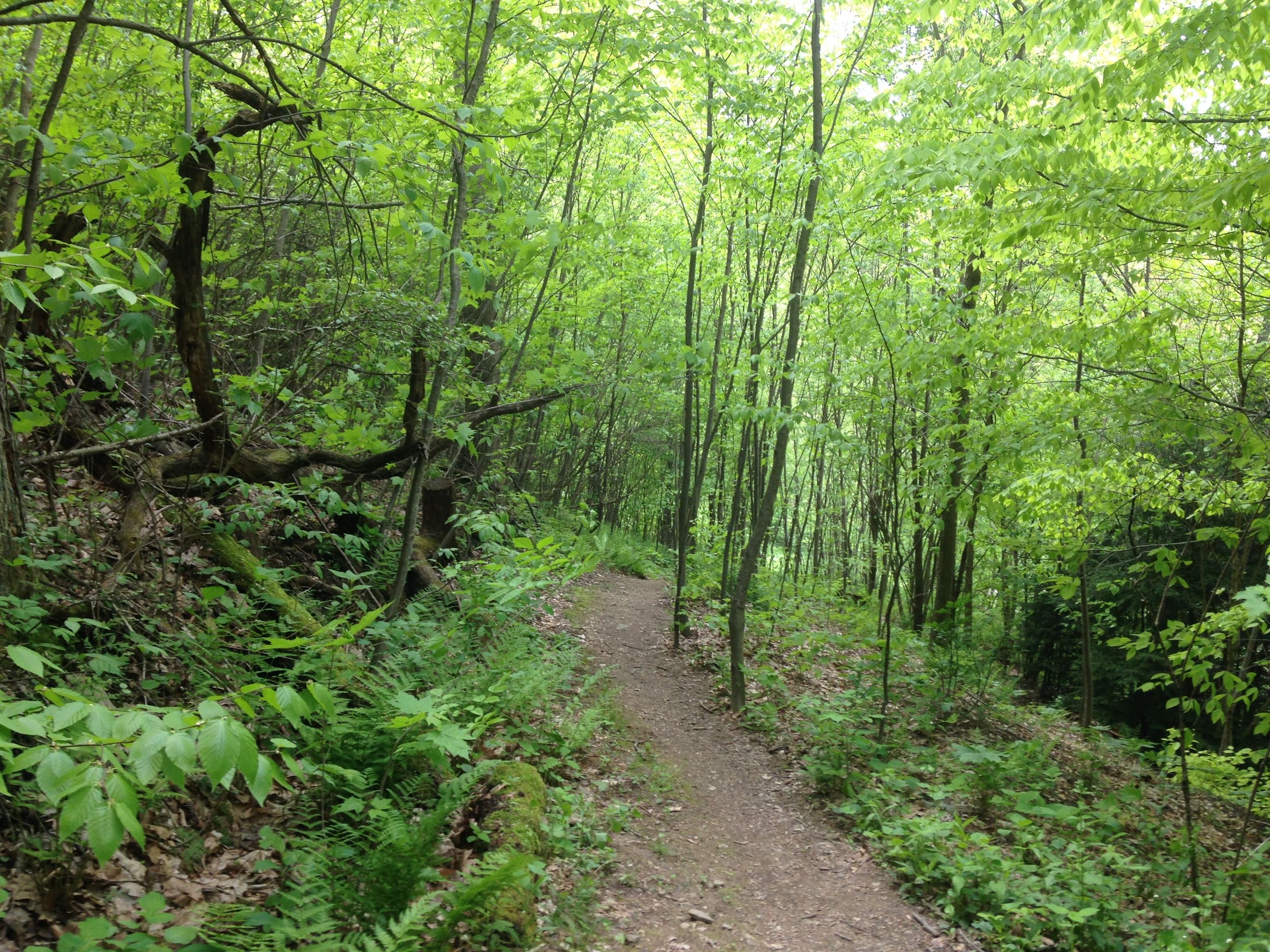 woods.jpg