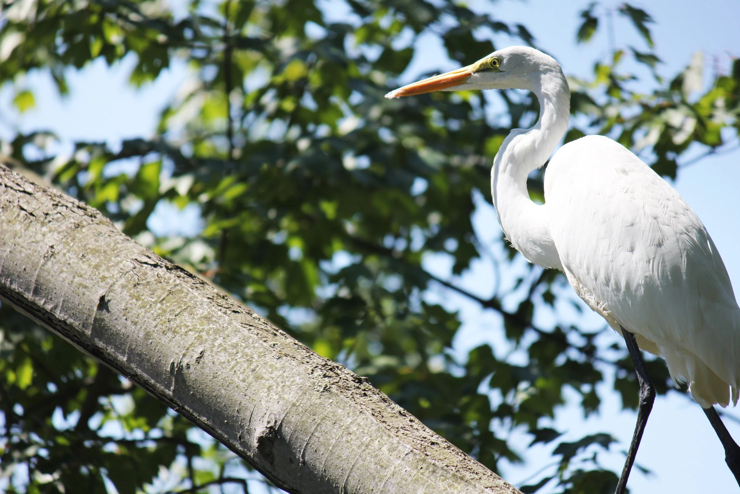 LumsPond_Bird.jpg