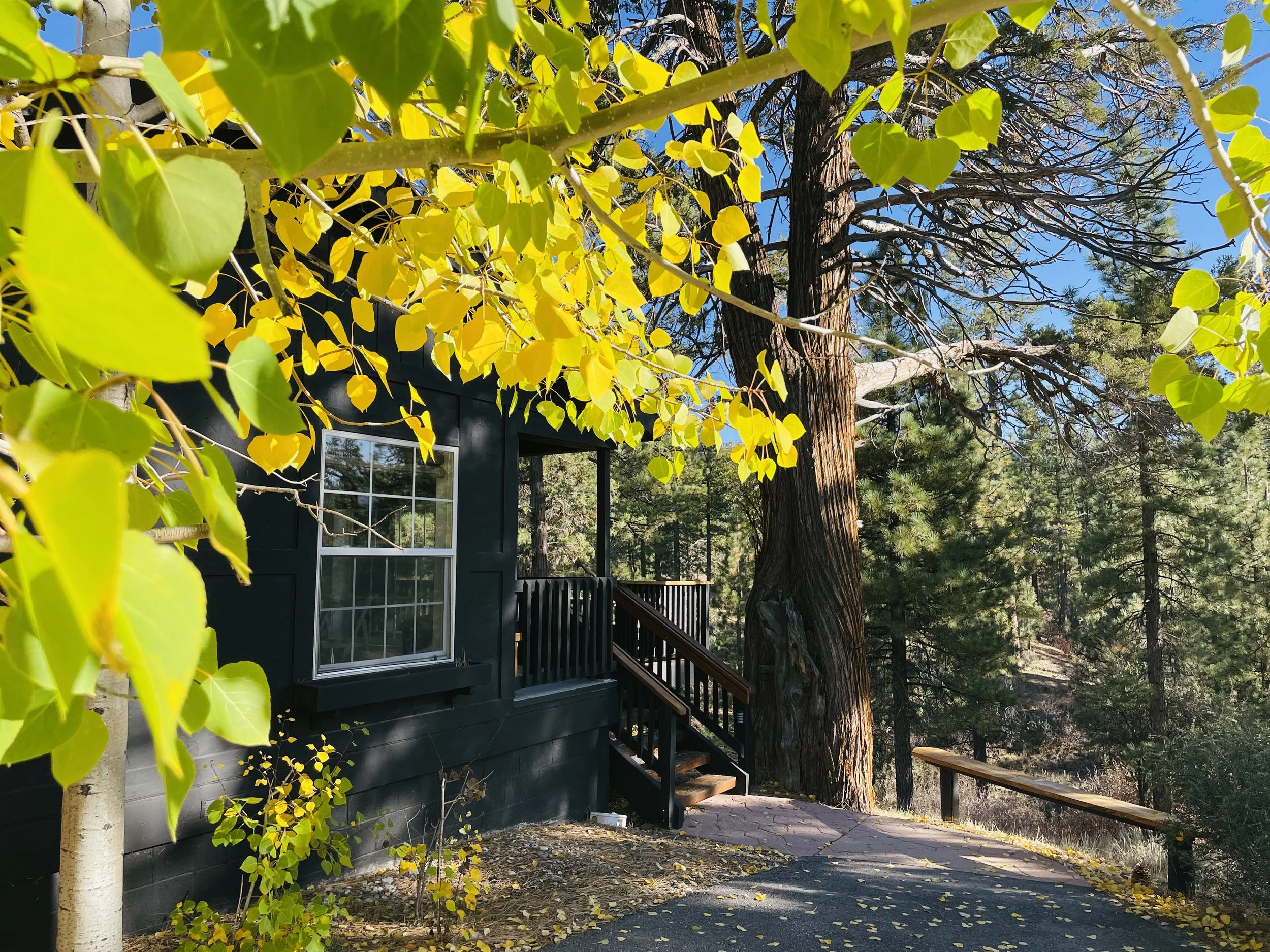 Weaving Ourselves Back Into the Fabric of Life: An Insight Retreat with Celeste and Ayya Santacitta