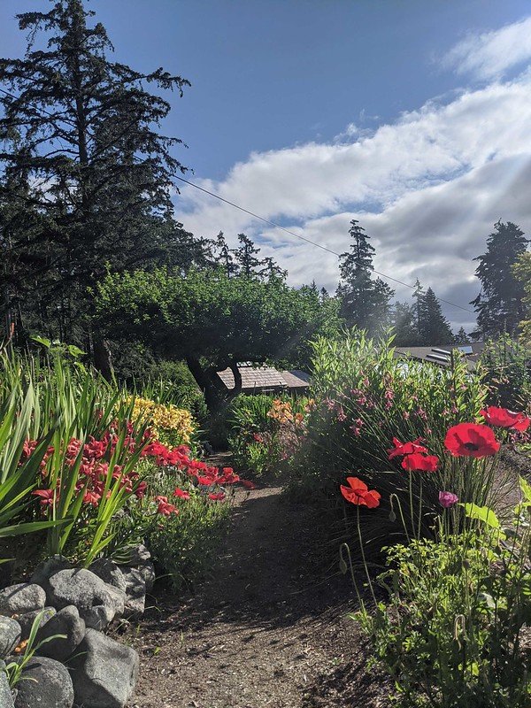 Hollyhock_garden-spring.jpg