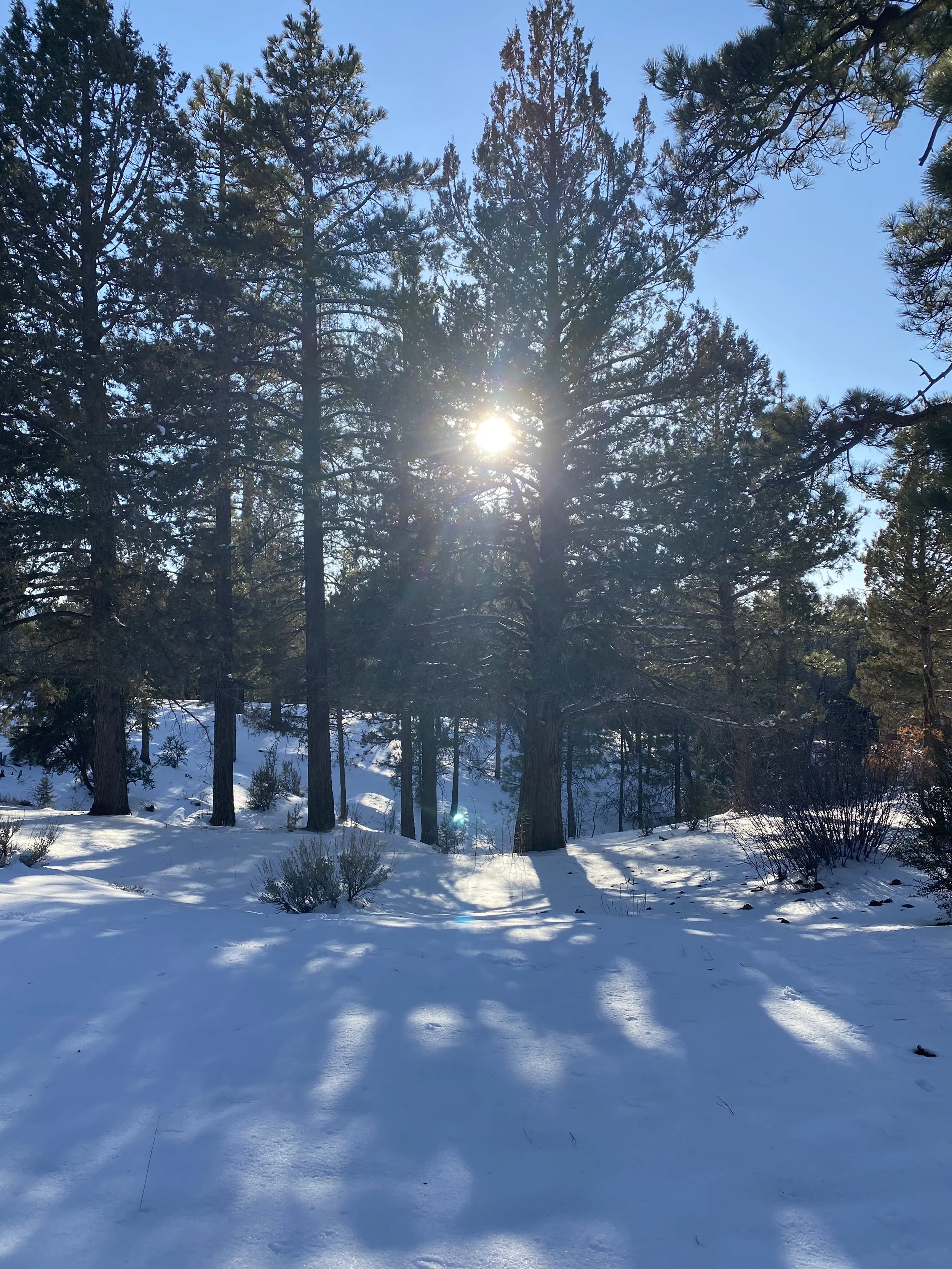 New Years Retreat: The Four Protective Meditations: Weaving Ancient & New Ways of Being with Celeste + Ayya Santacitta