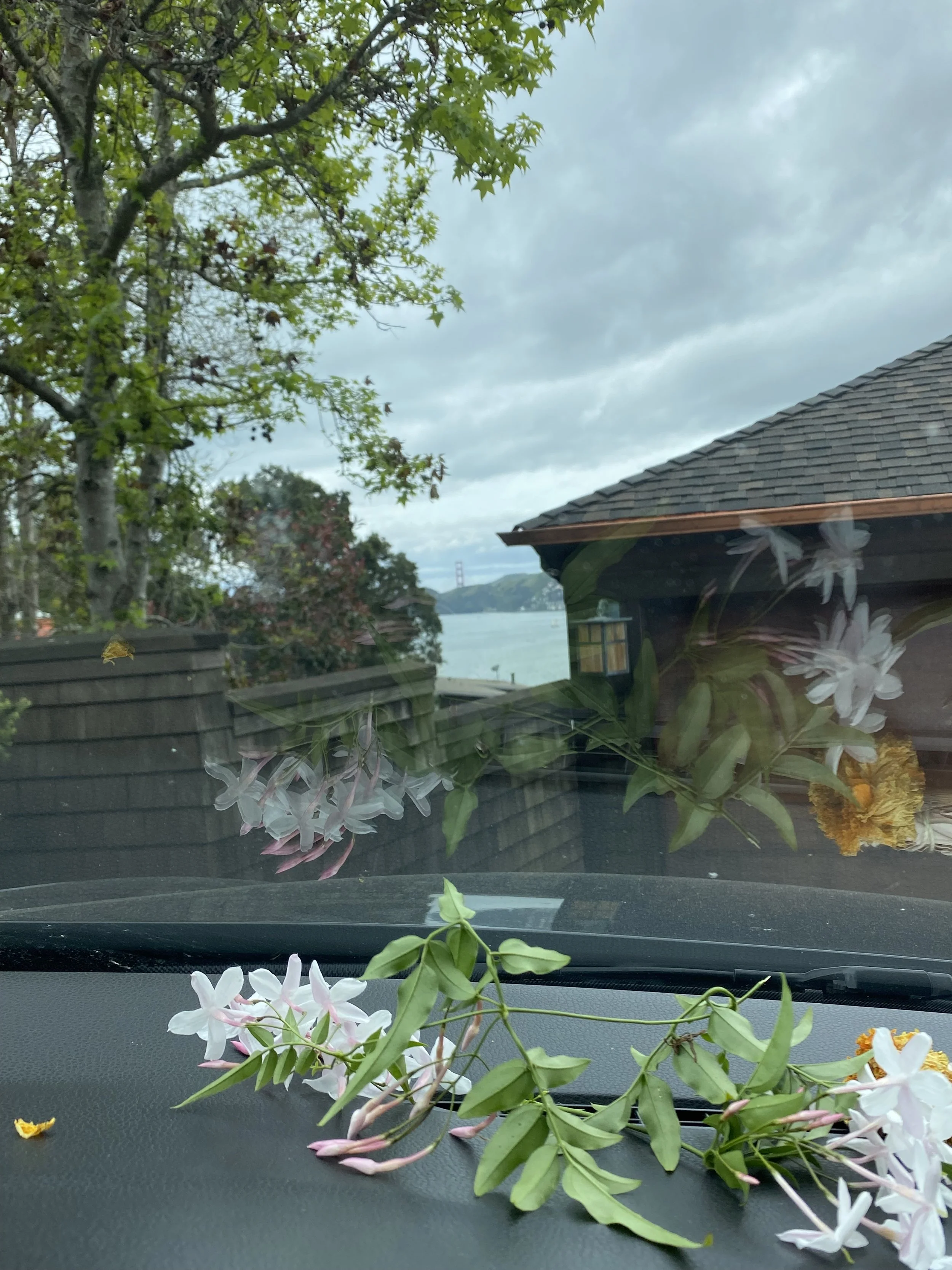 Spring Insight Meditation + Dharma Drop In