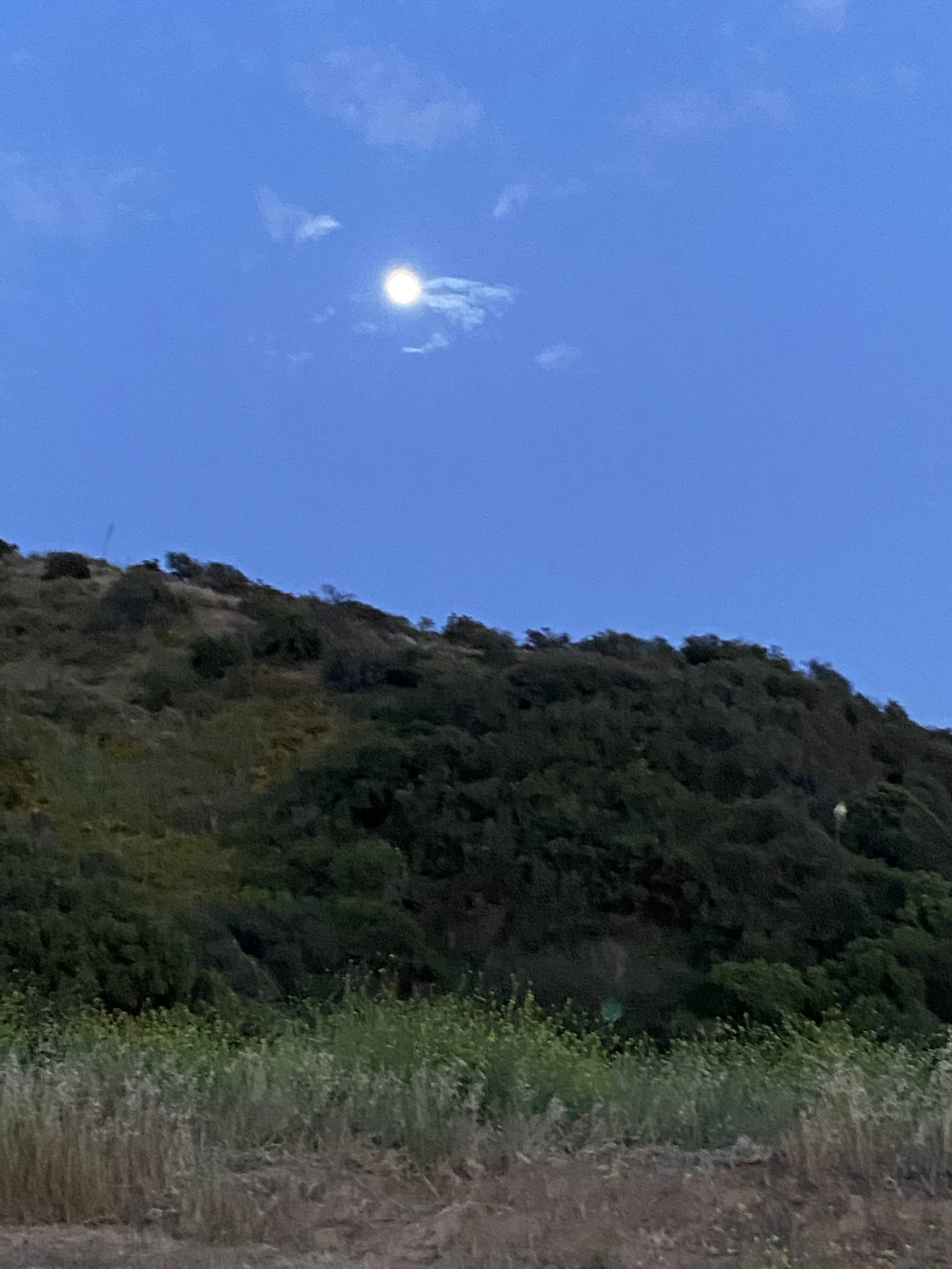 Spring Insight Meditation + Dharma Drop In