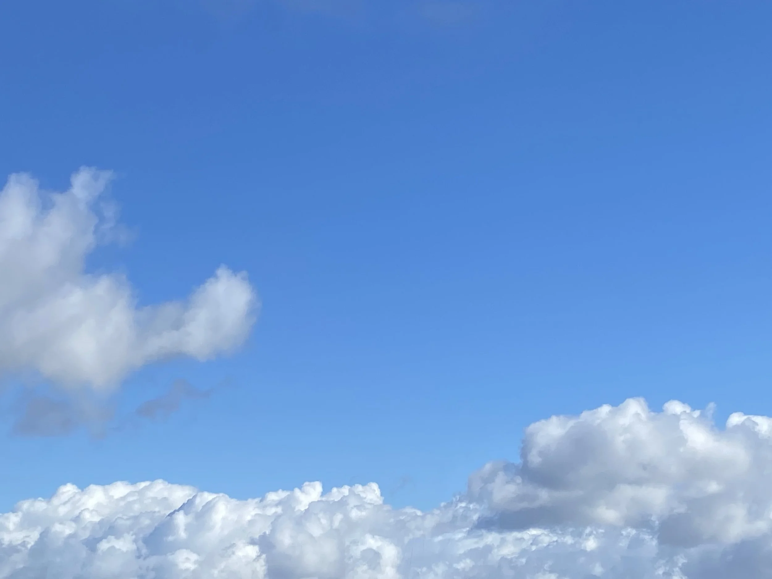 Clearly Knowing: Spring Insight Meditation + Dharma Drop In