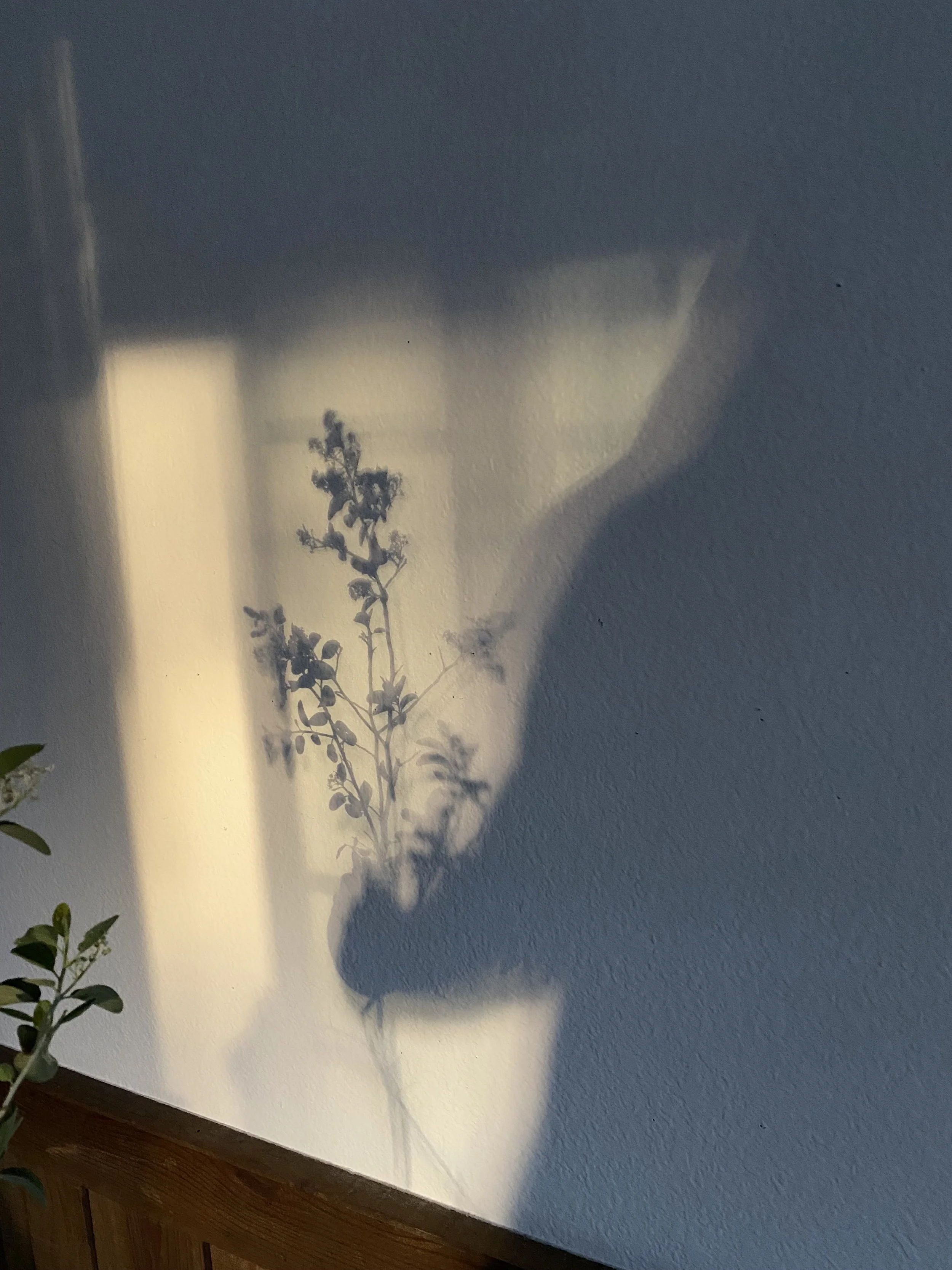 Lovingkindness (Metta) Meditation + Chanting