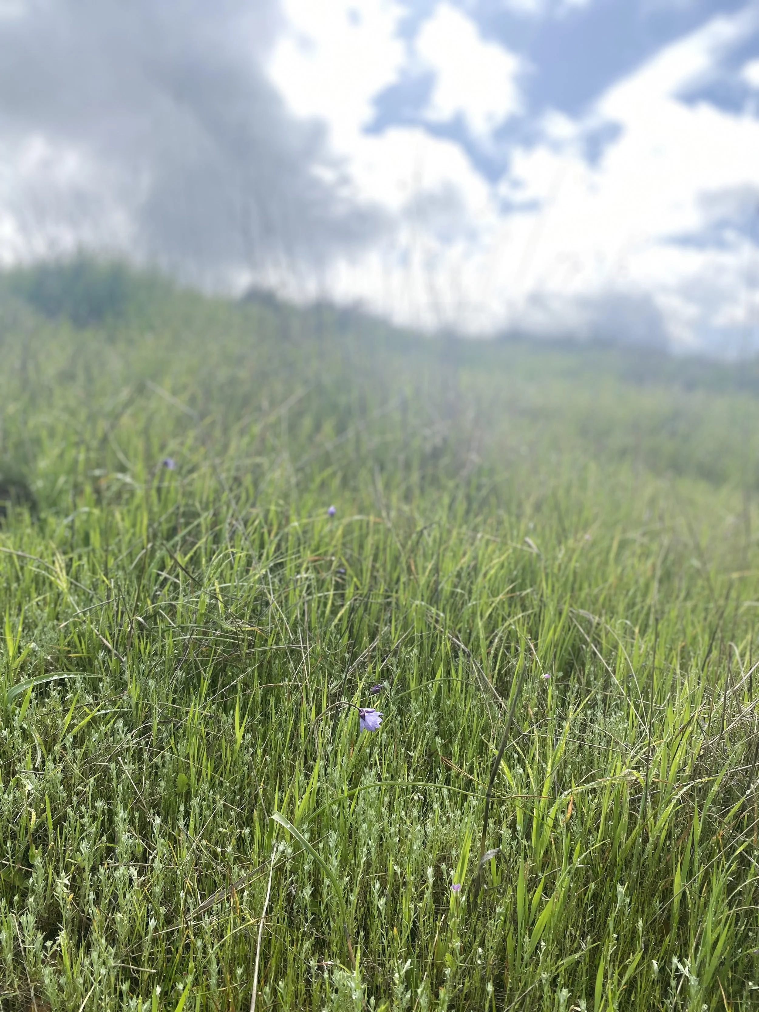 Metta (Lovingkindness) Meditation + Chanting