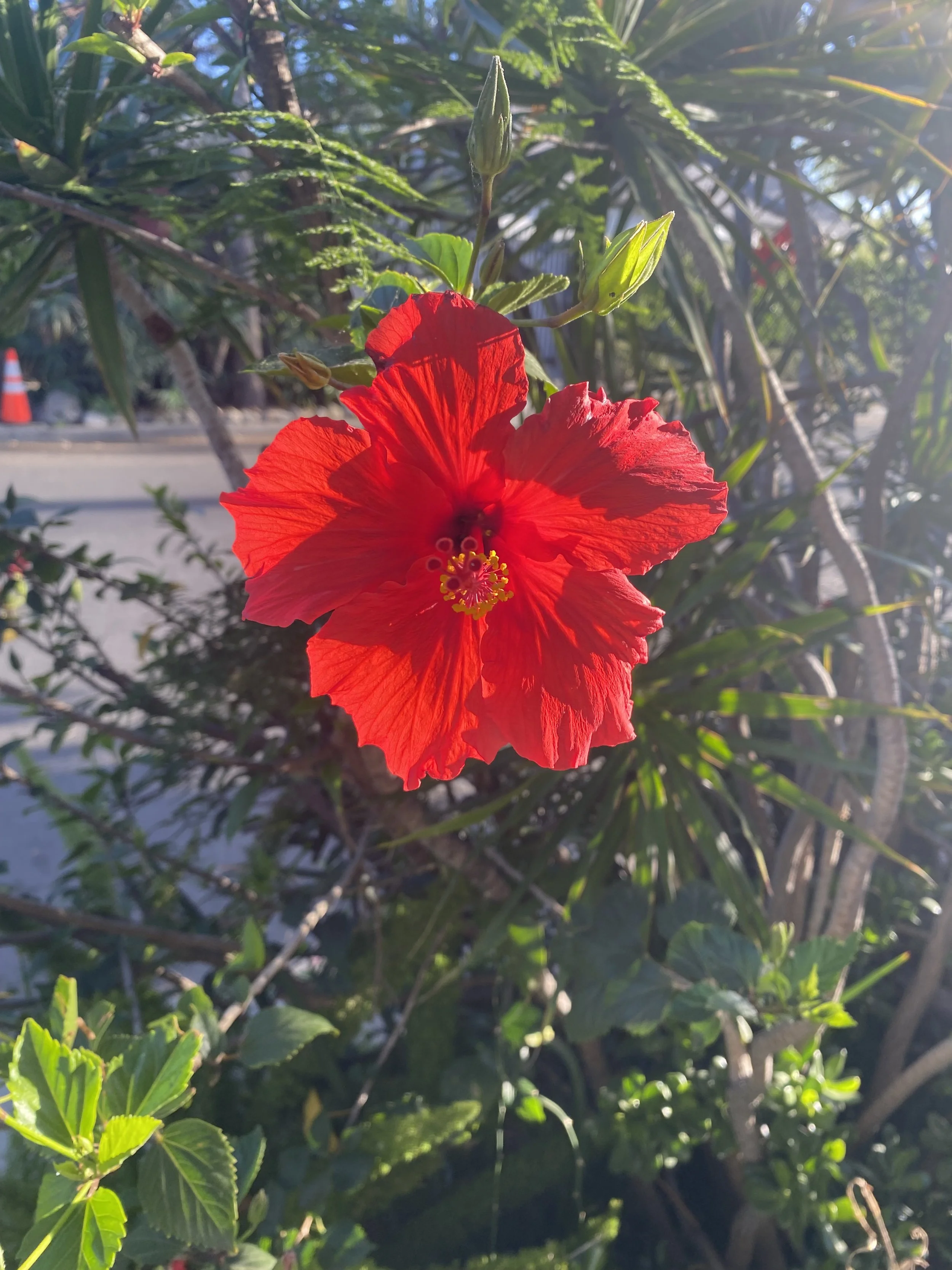 June Insight Meditation + Dharma Drop In: Mindfulness of Mind