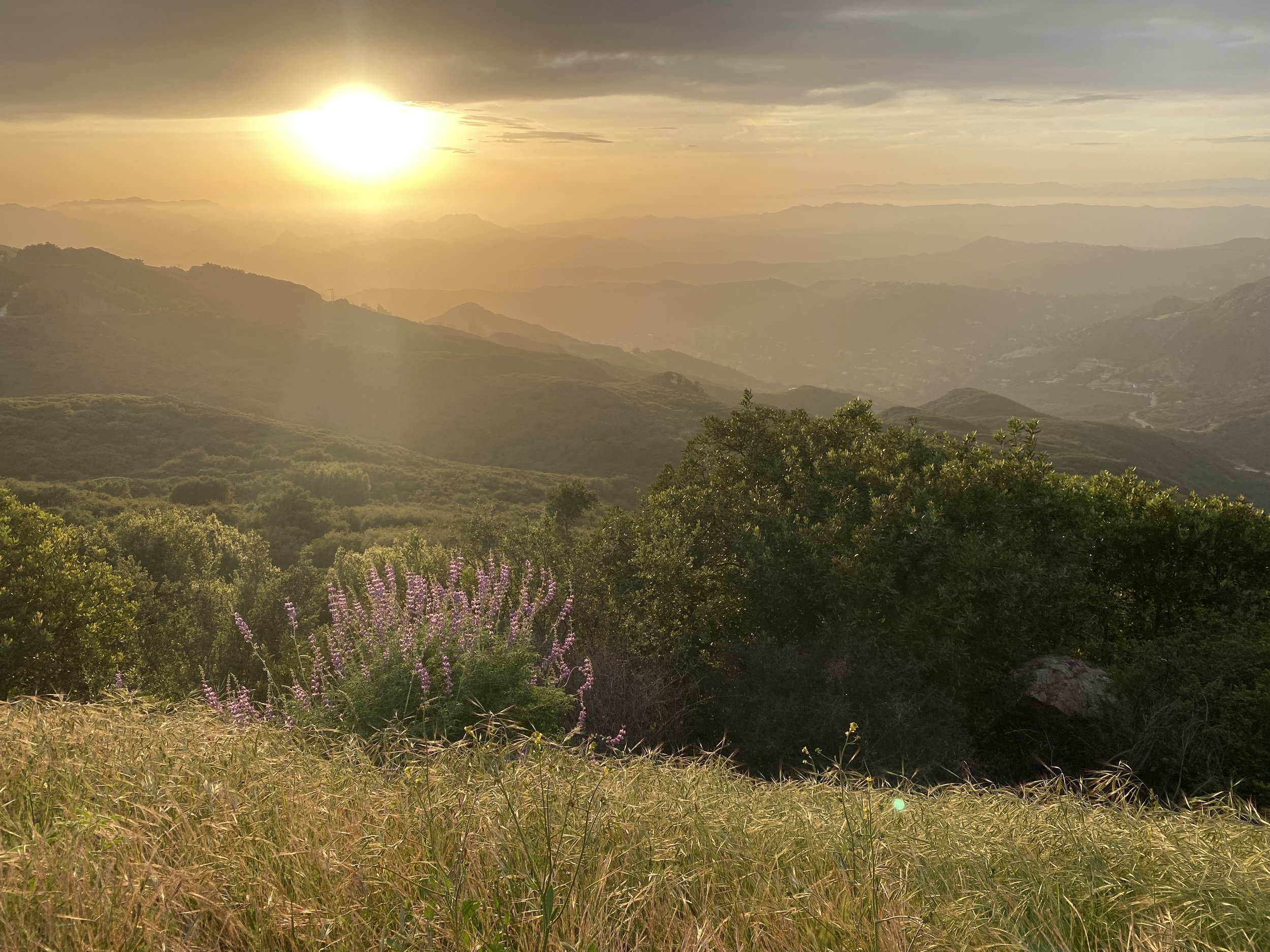 June Insight Meditation + Dharma Drop In: Mindfulness of Dharmas