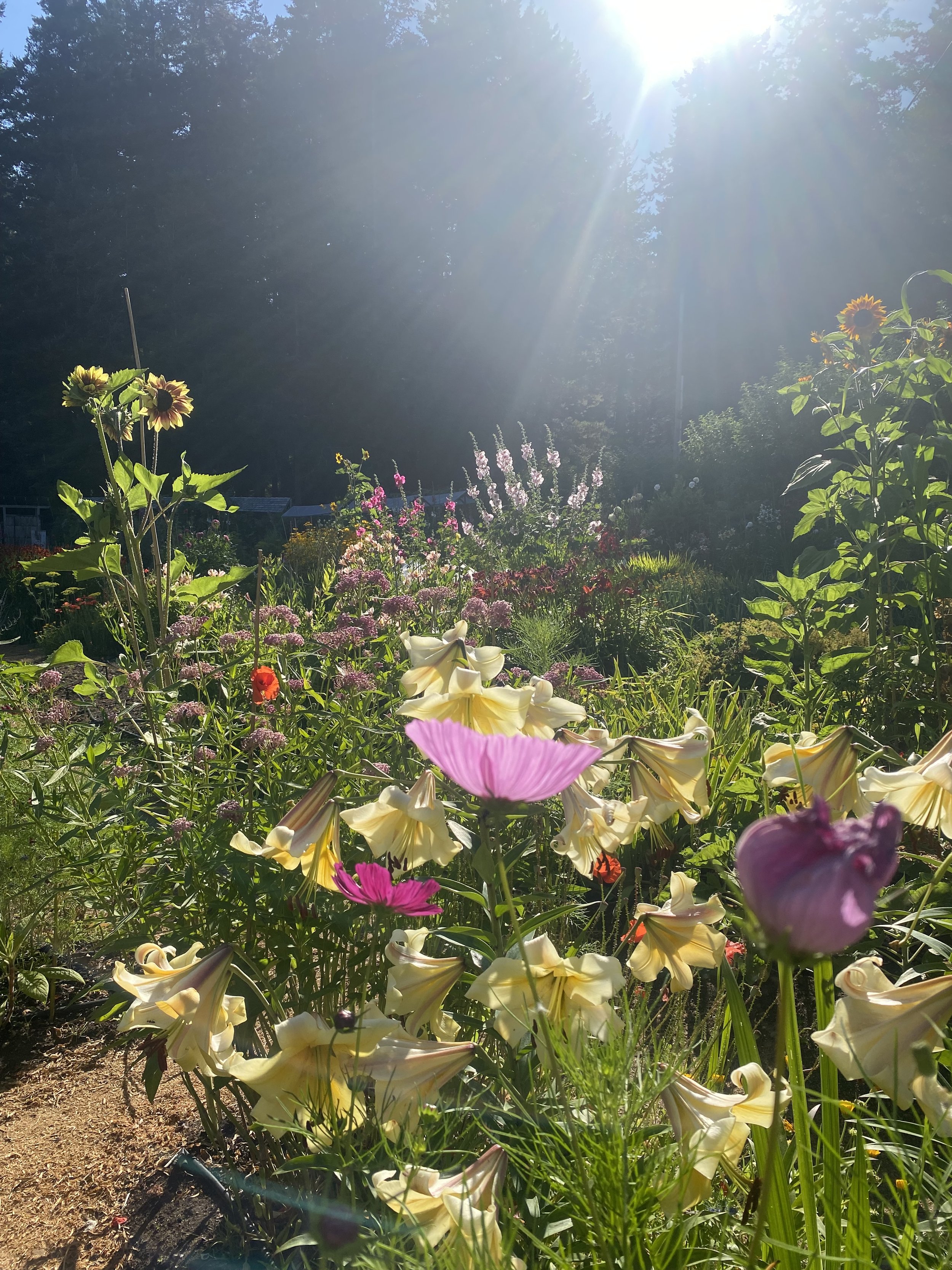 Summer Insight Drop in Meditation