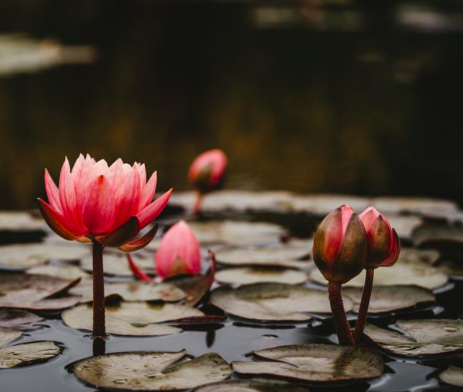 Living Dharma: Buddhist Tools for Cultivating Resilience