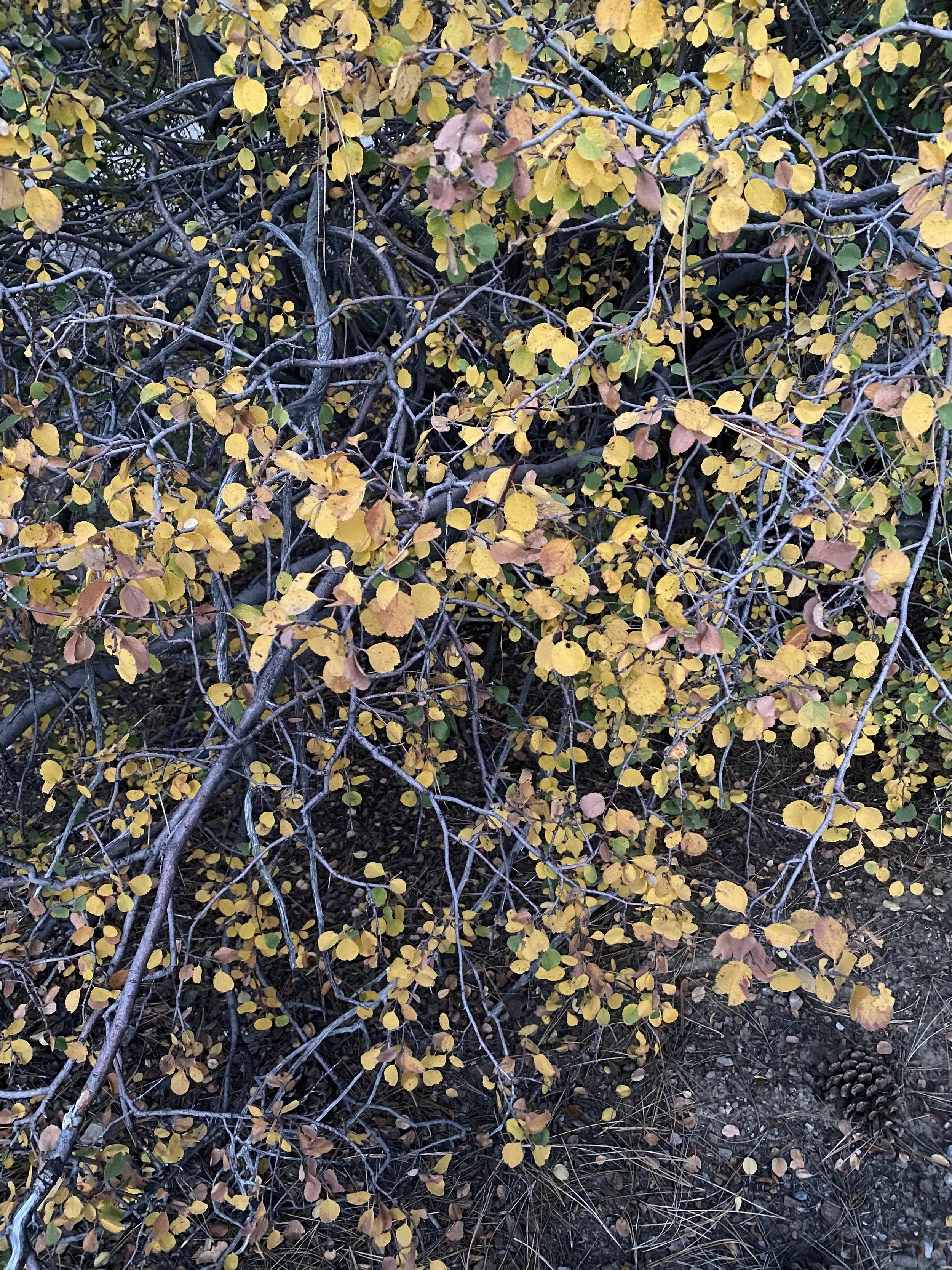 Turning Inward: A Fall Daylong Insight Meditation Retreat In Person + Online