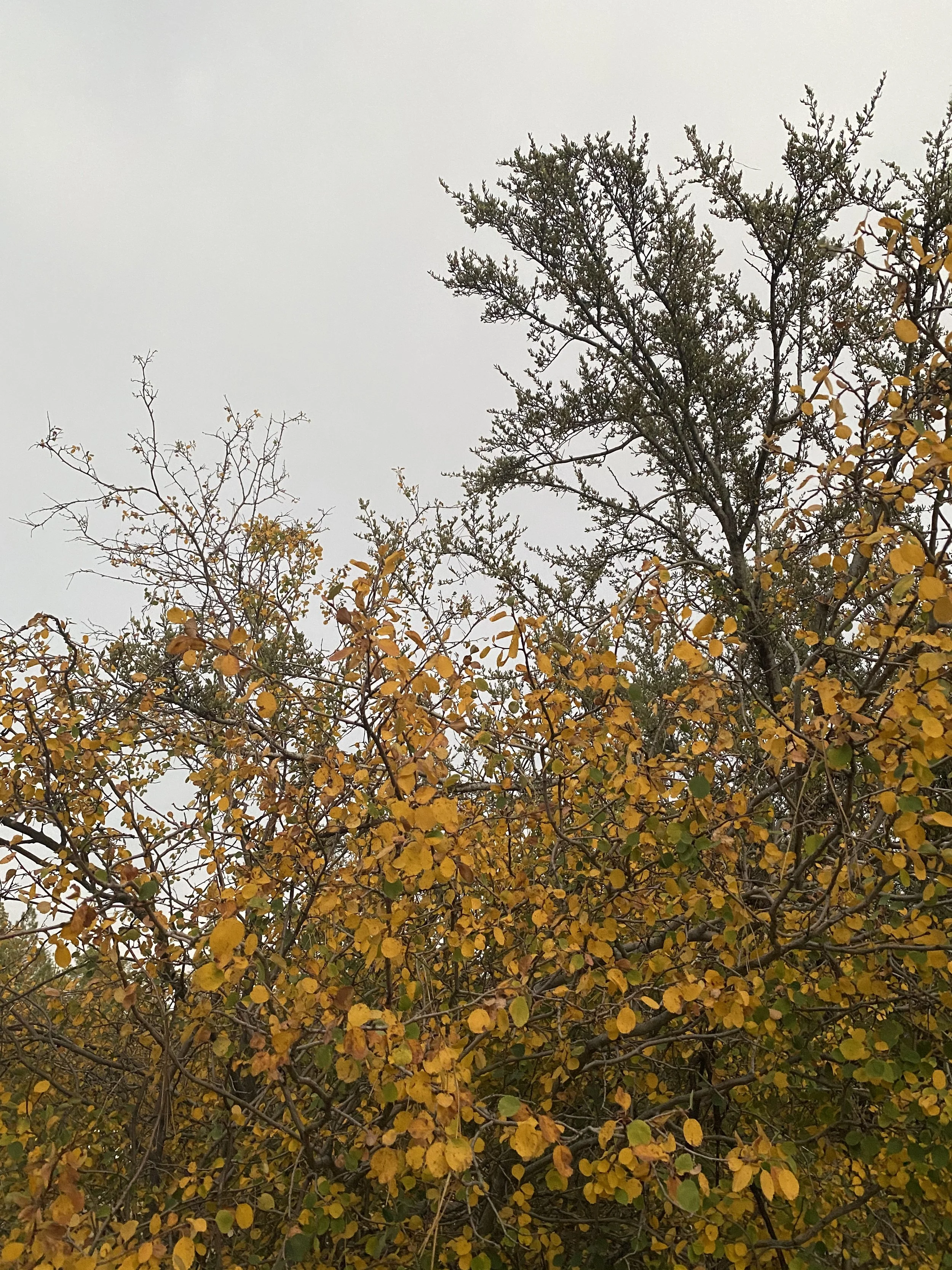 Fall Insight Drop in Meditation & Dharma