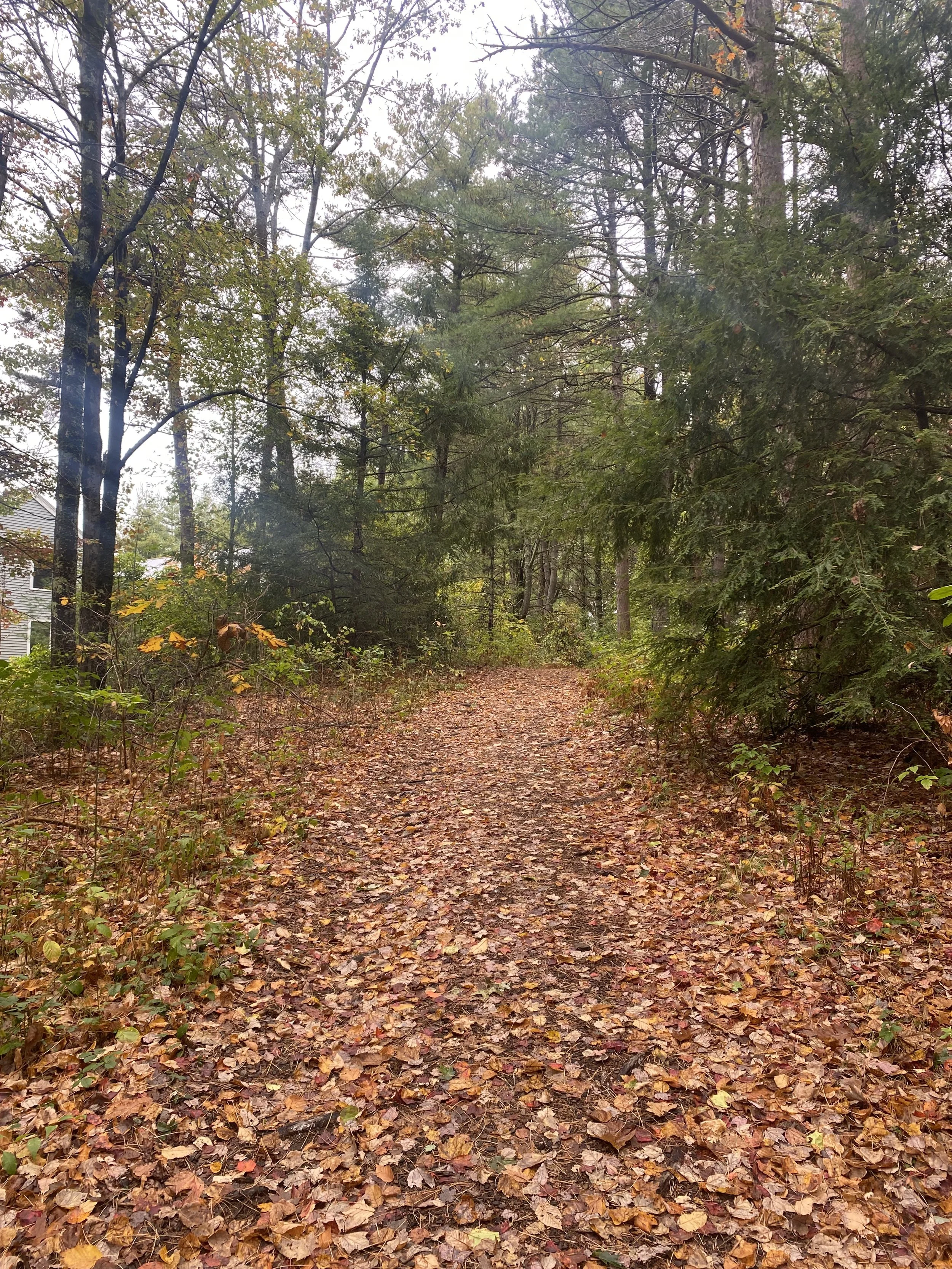 Fall Insight Drop in Meditation & Dharma