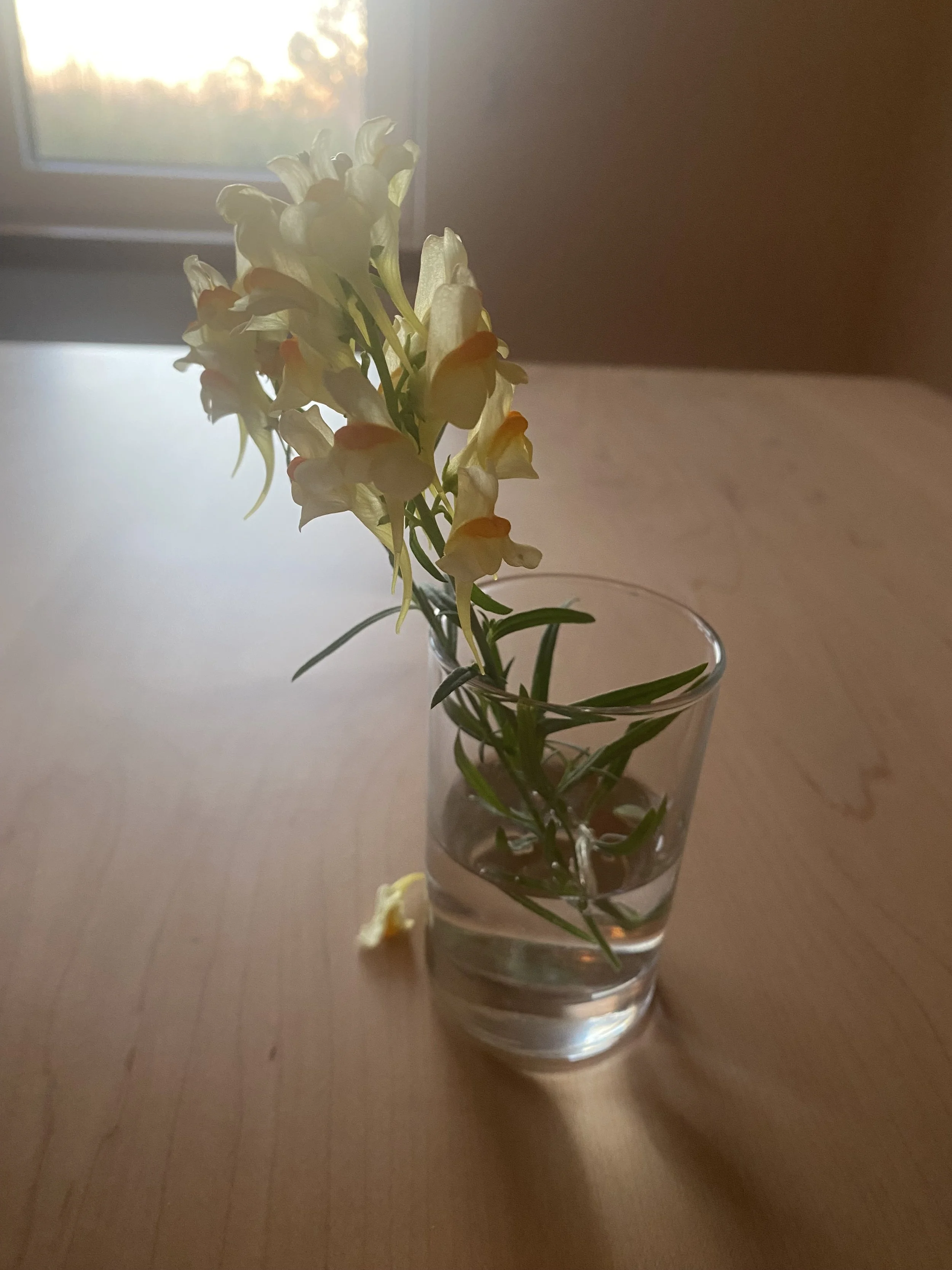 Fall Insight Drop in Meditation & Dharma