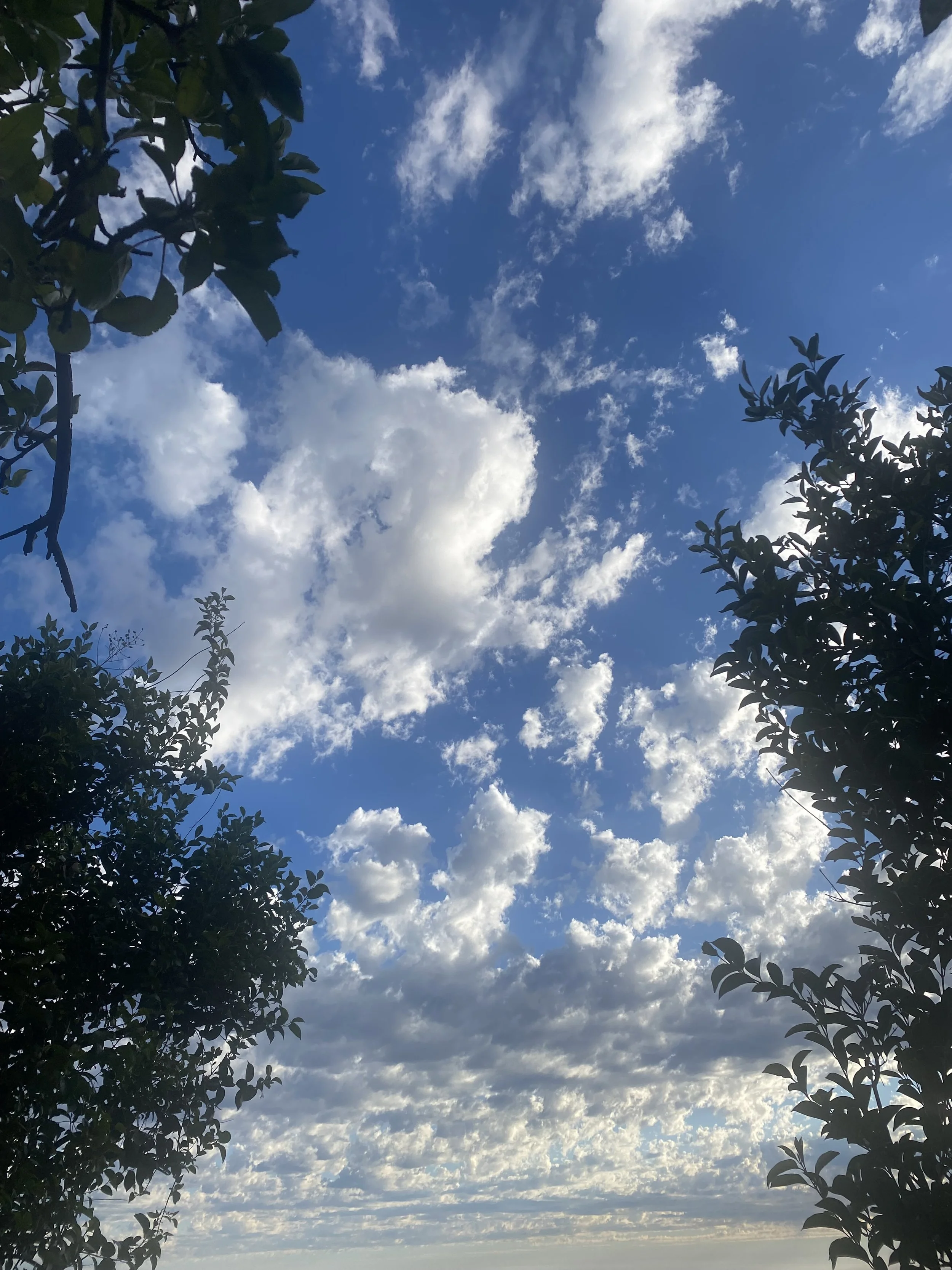 Drop in Meditation &amp; Dharma: Truthfulness