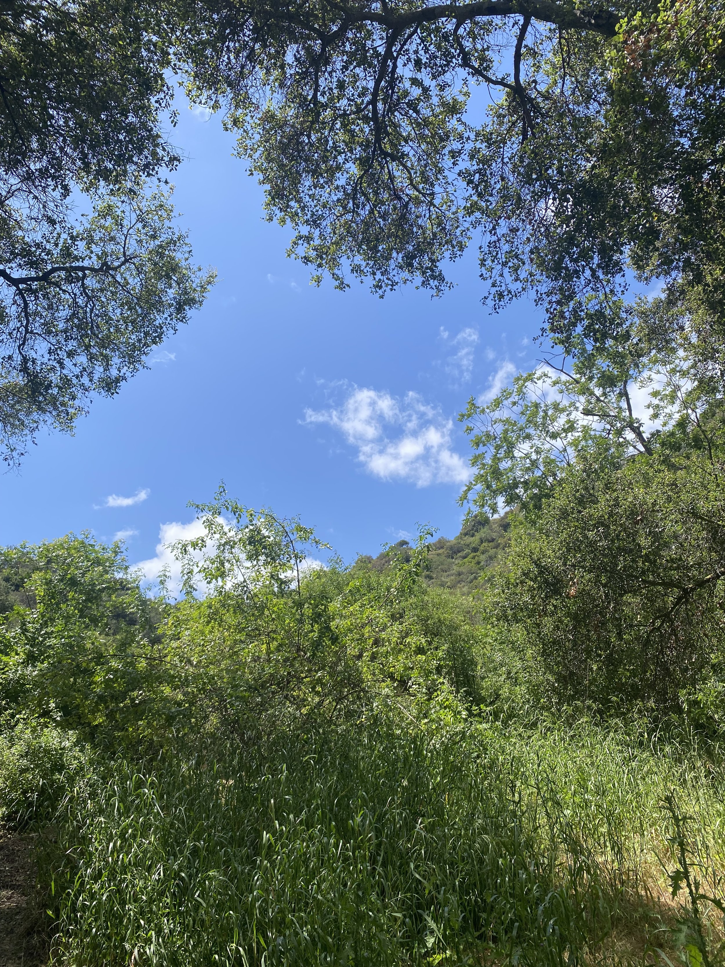 Drop in Meditation &amp; Dharma: Opening to What Is- The 4 Noble Truths