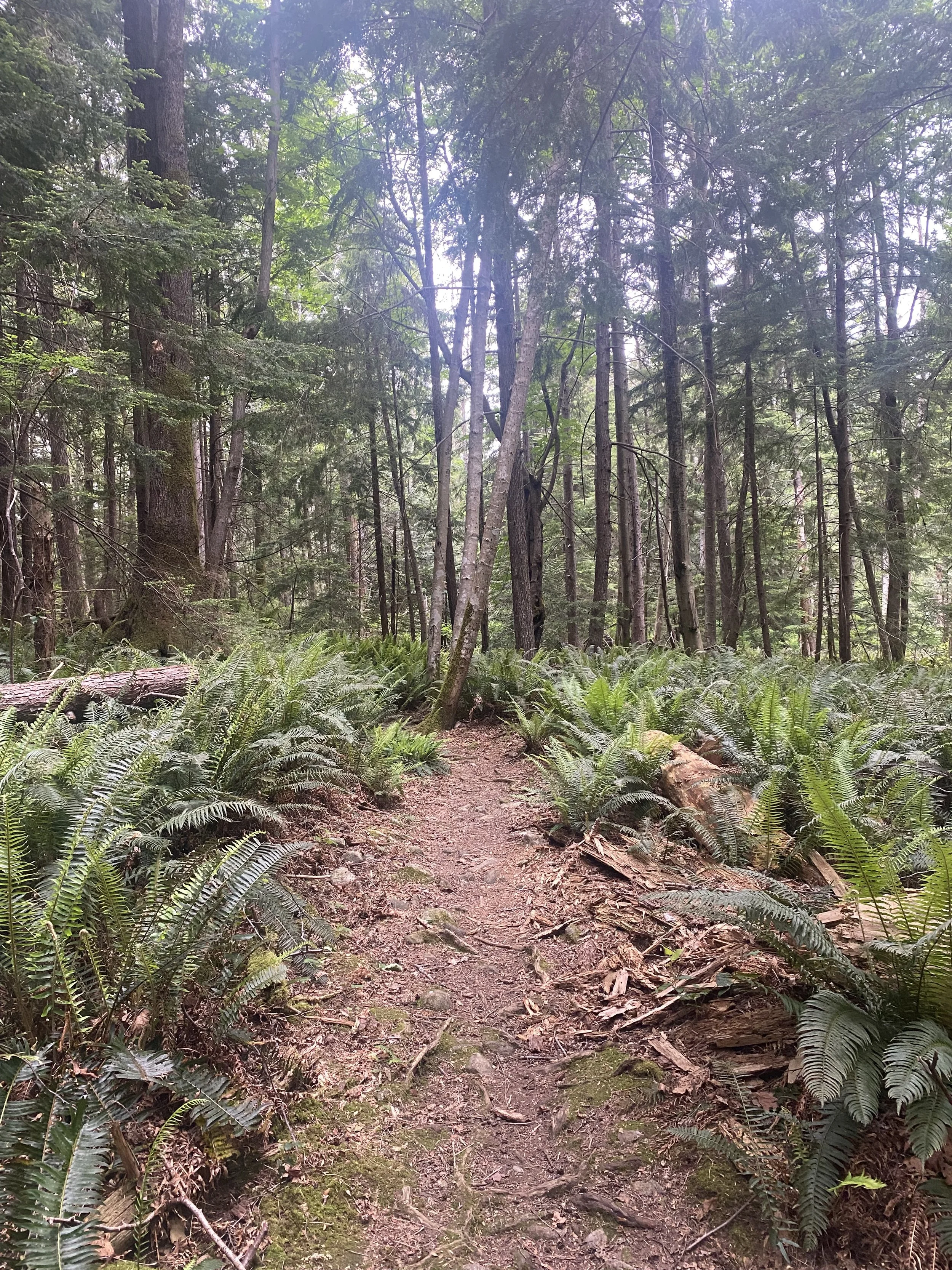 Drop in Meditation &amp; Dharma: Wise Intention: Walking the Path 