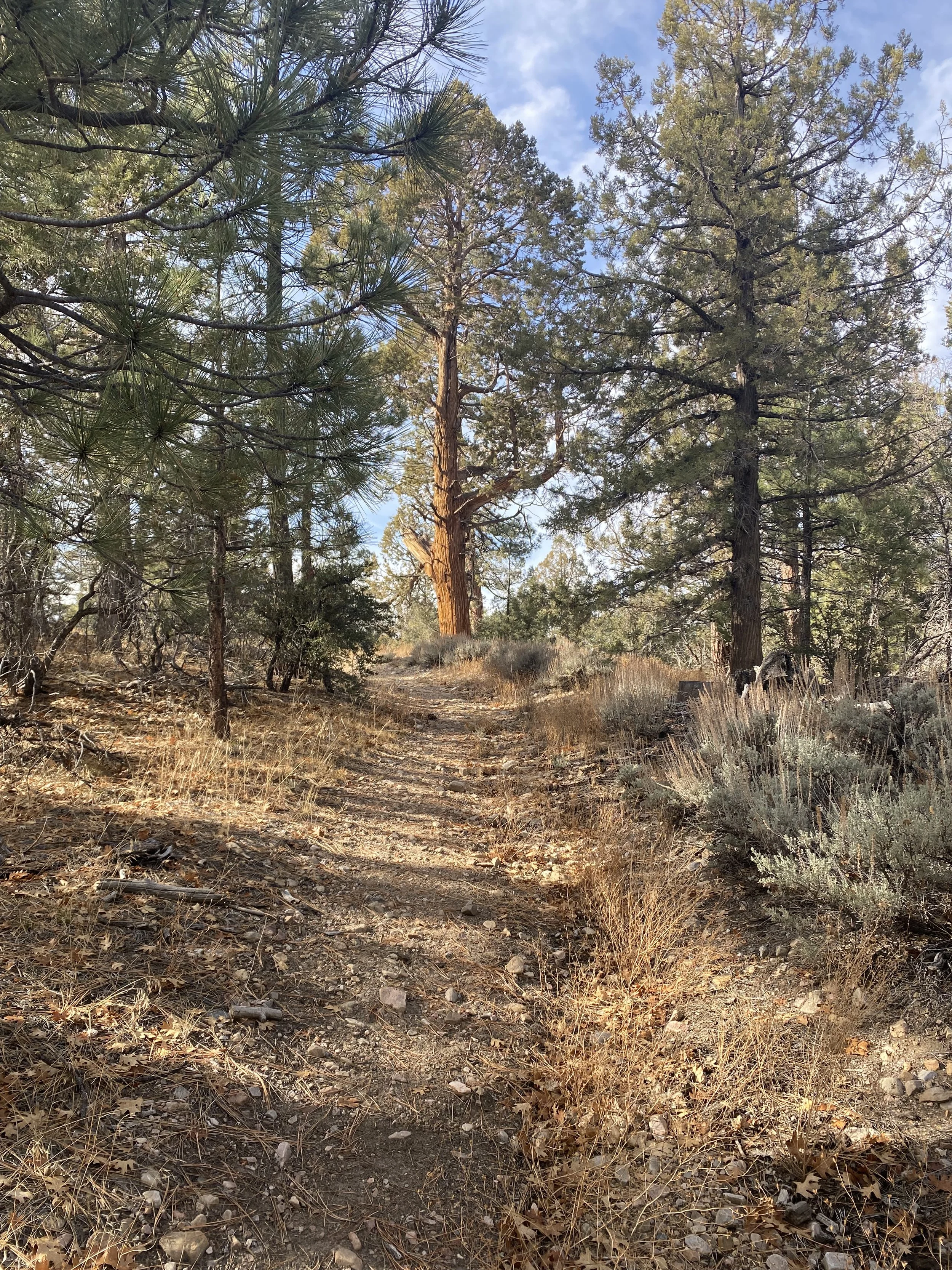 Drop in Meditation &amp; Dharma: Wise Speech: Walking the Path 