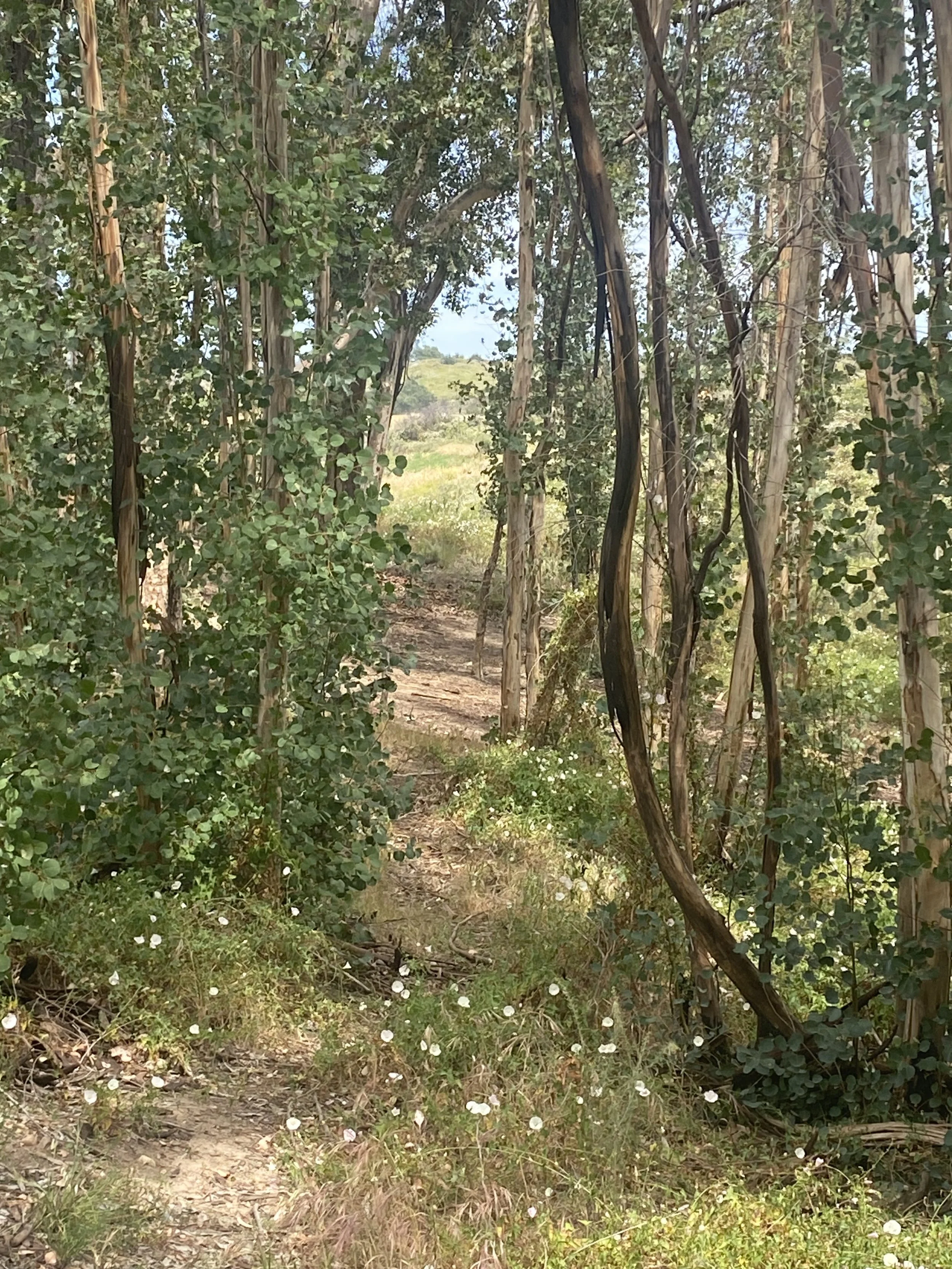 Drop in Meditation &amp; Dharma: Wise Livelihood: Walking the Path  