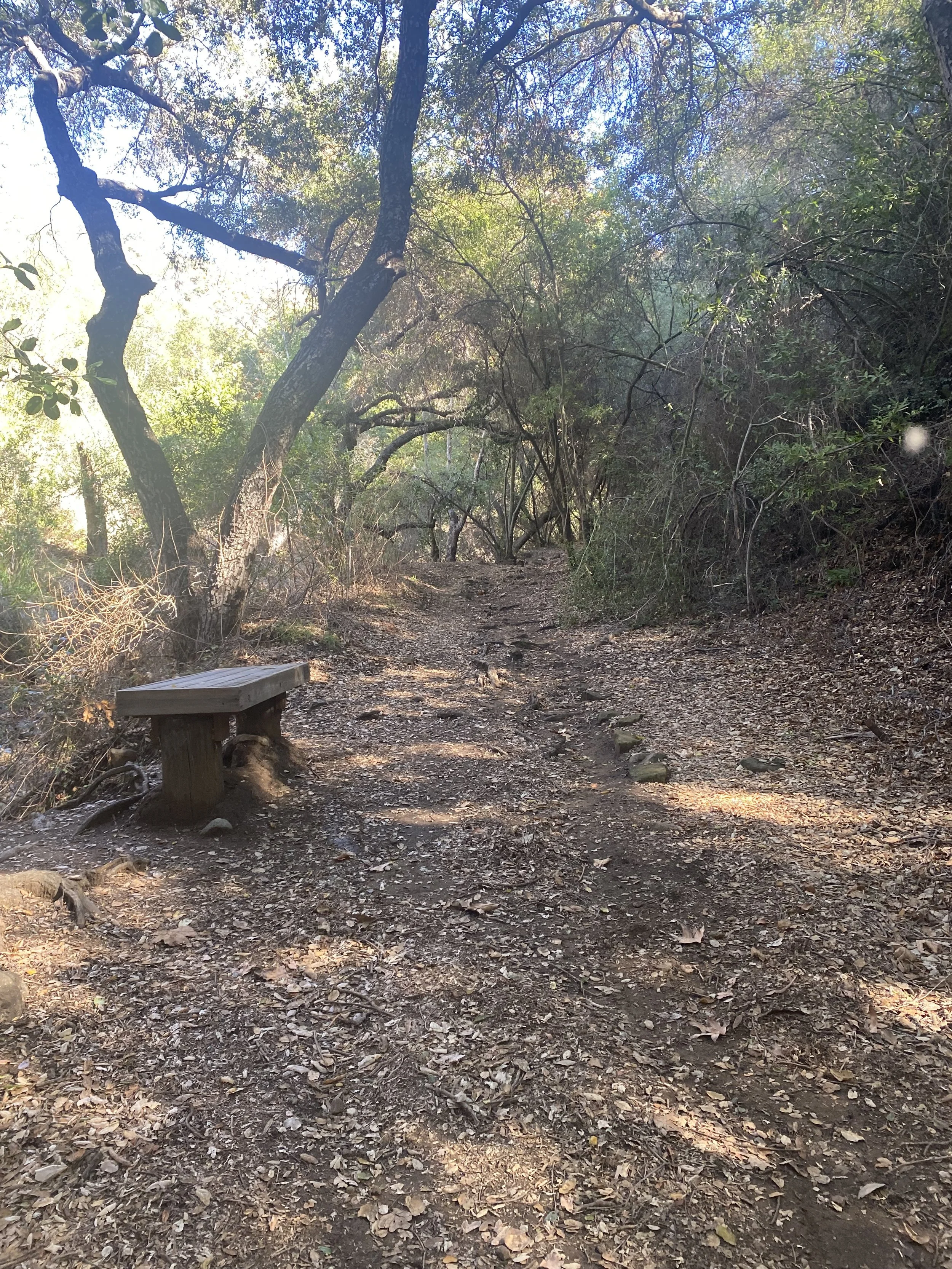 Drop in Meditation &amp; Dharma: Wise Concentration: Walking the Path