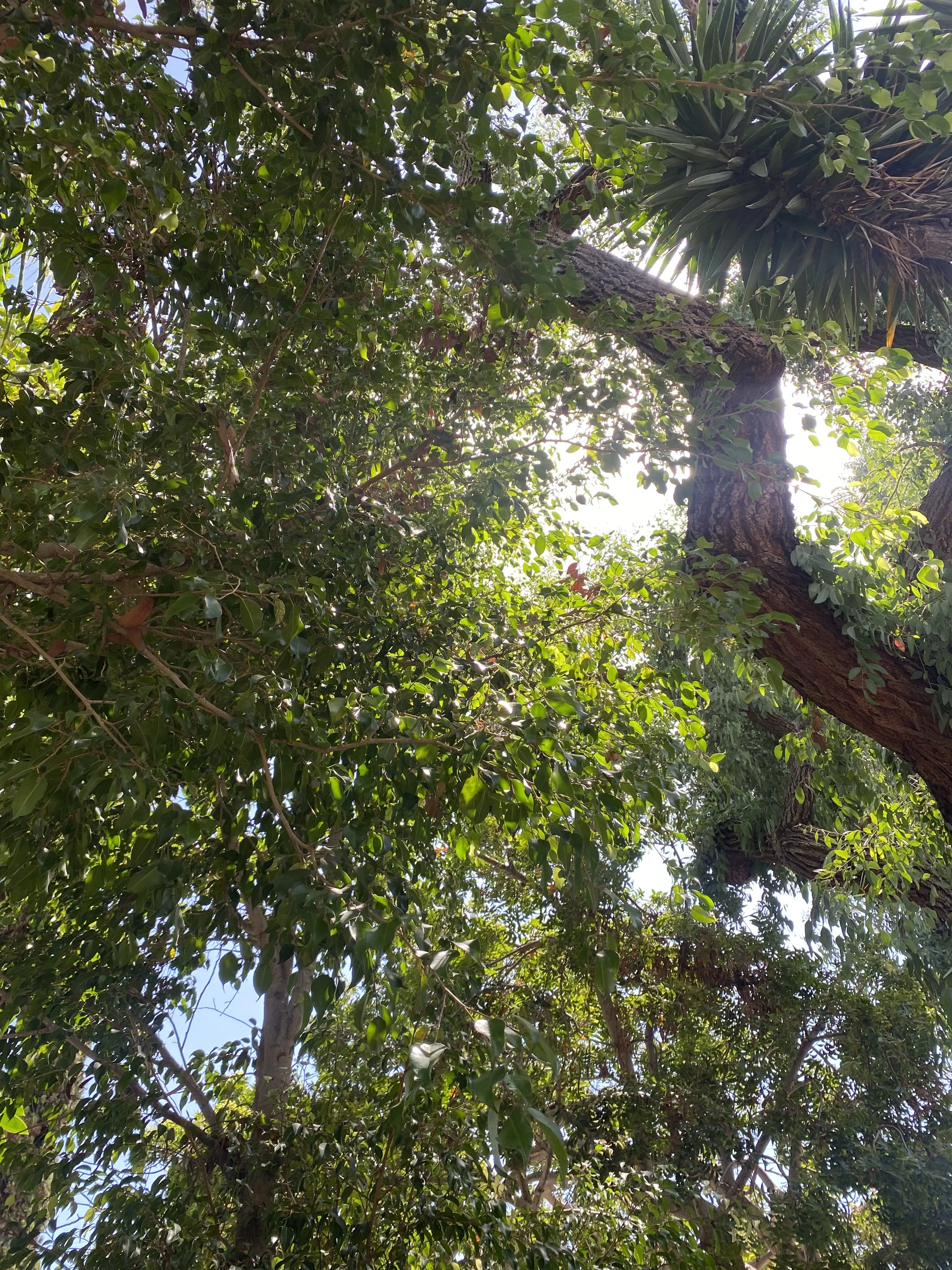 Drop in Meditation &amp; Dharma: The Four Establishments of Mindfulness: Body