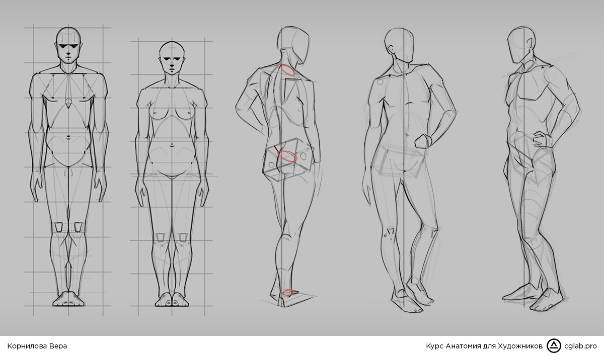 Анатомия твц. Анатомия для художников. Анатомия женщины для художников. Уроки по анатомии для художников. Анатомия для художников подросток.