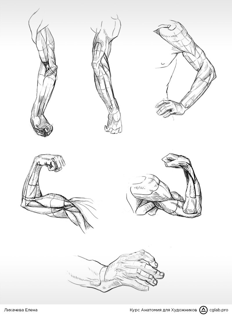 Как рисовать руки анатомия